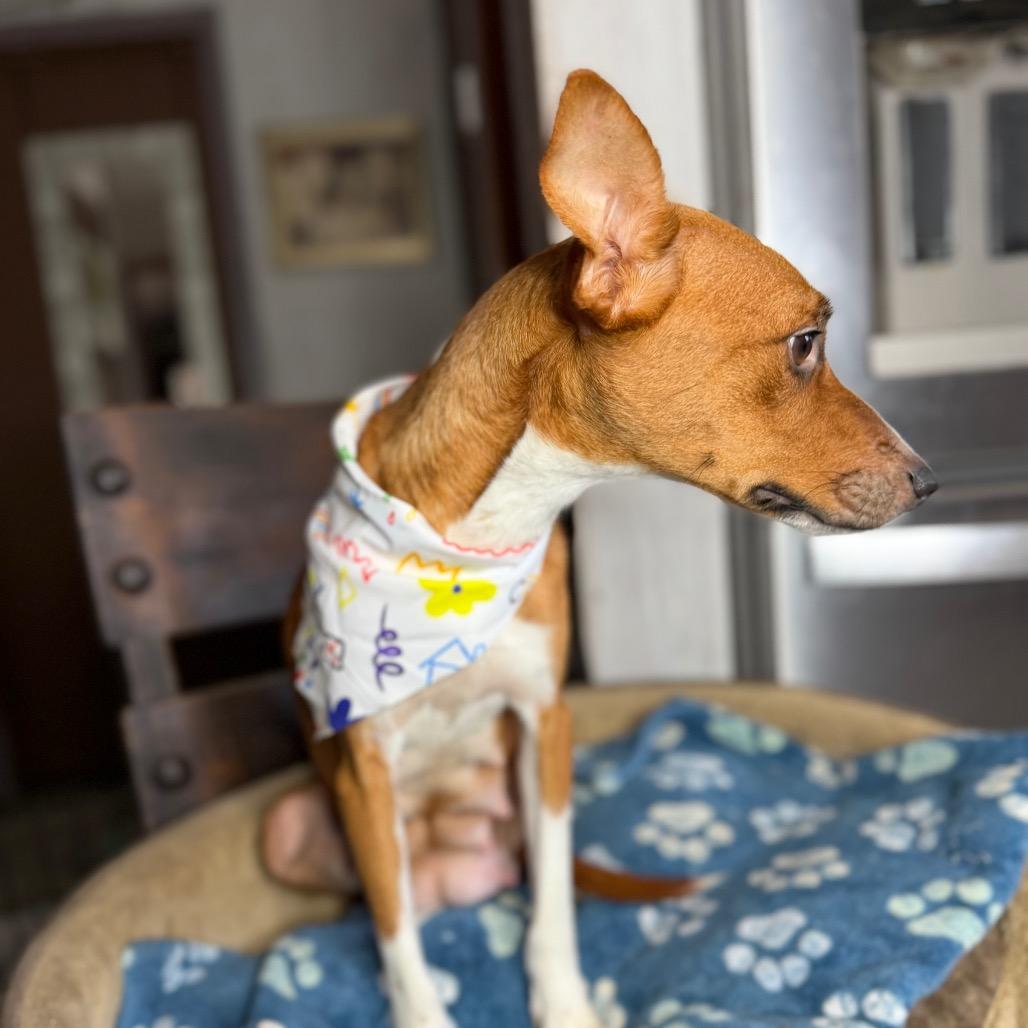Enlarge Peaches, a Adoptable mixed breed in Aledo, TX image 5/6