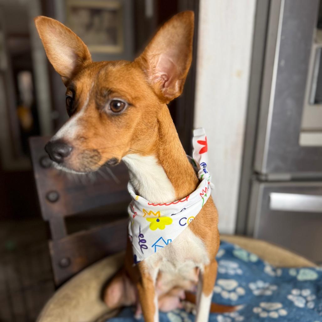 Enlarge Peaches, a Adoptable mixed breed in Aledo, TX image 6/6