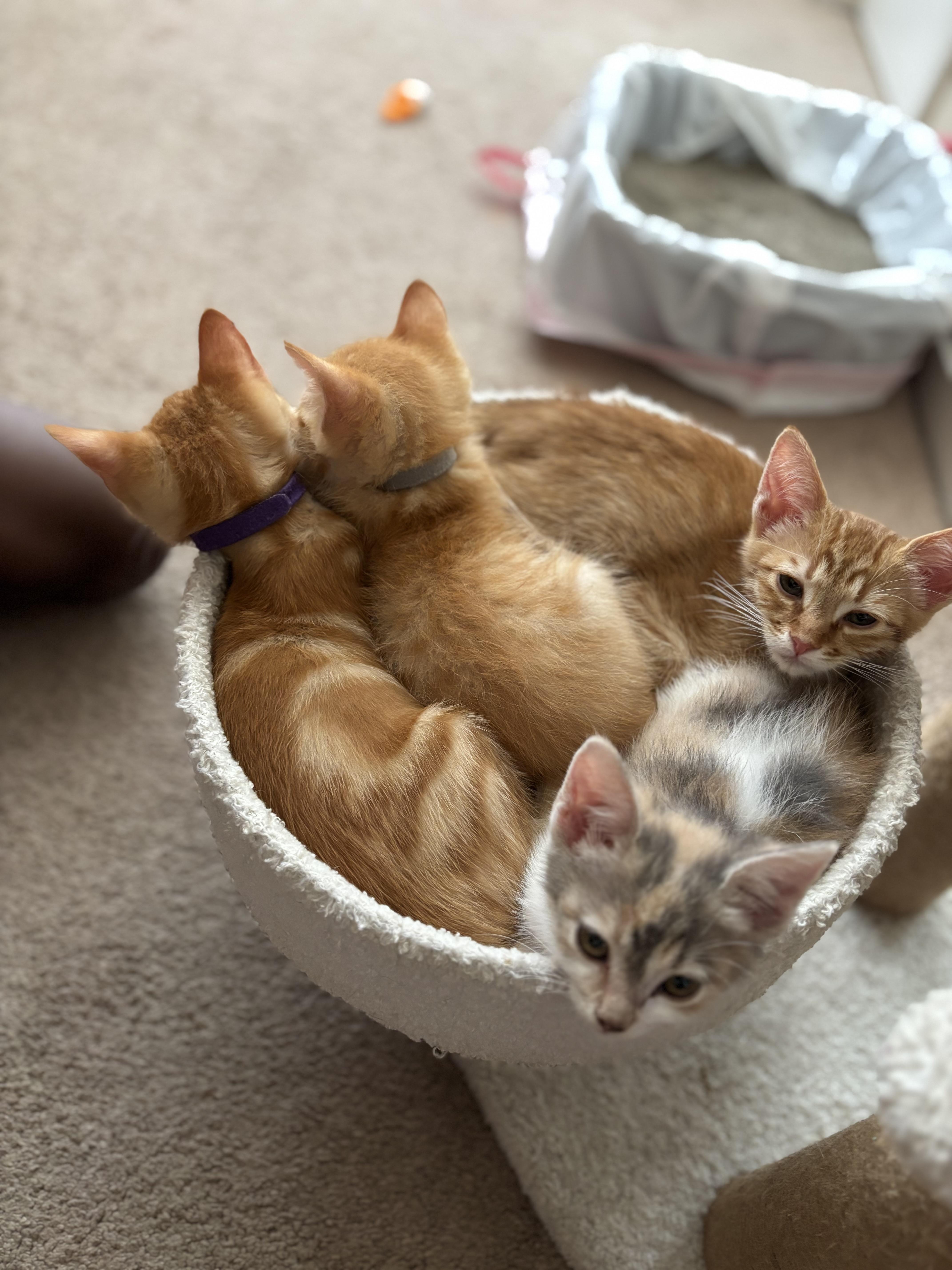 Lulu, Adopted, Kitten Female American Shorthair.