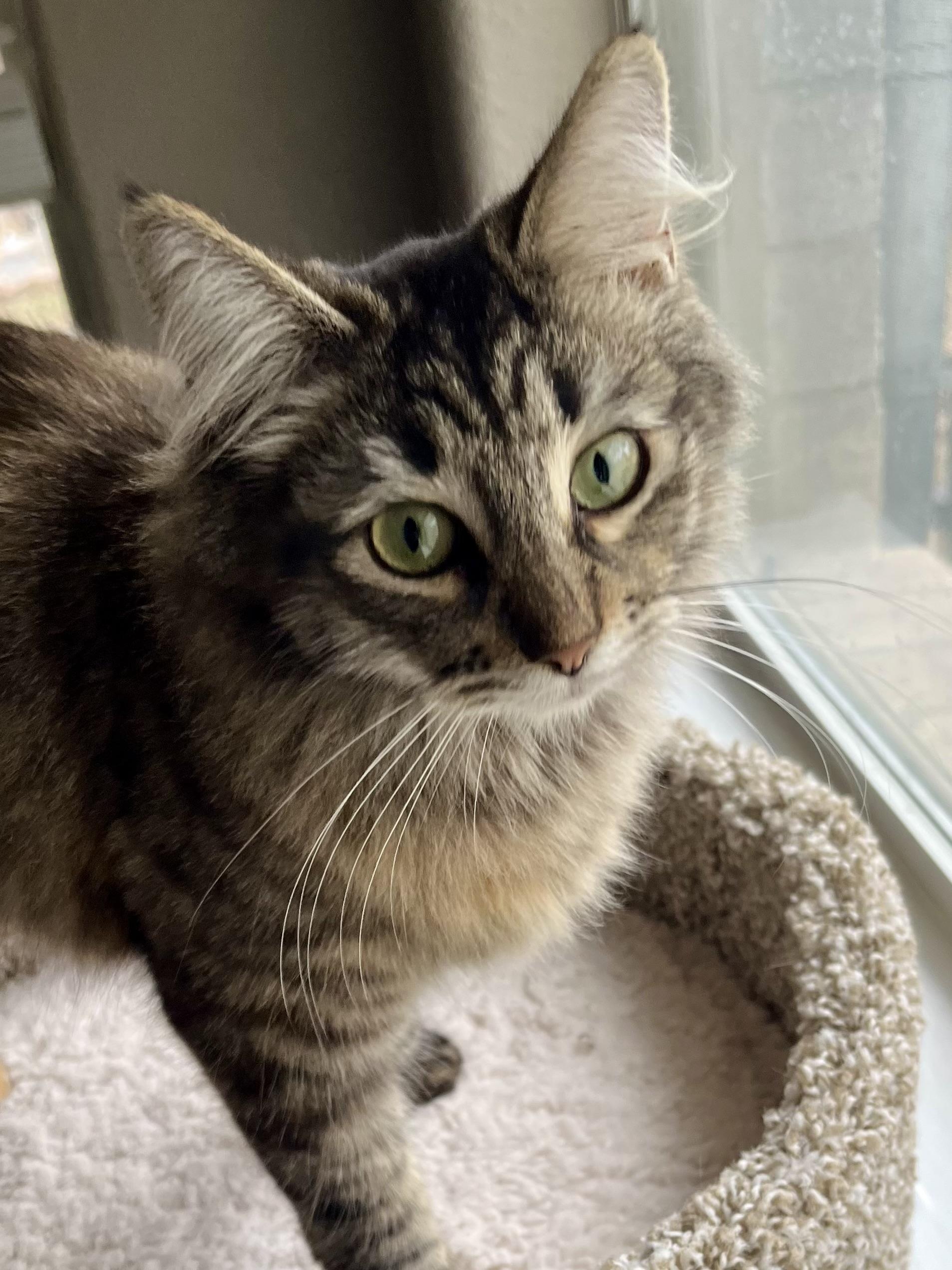 Esmeralda CR, adopted, Kitten Female Domestic Long Hair.