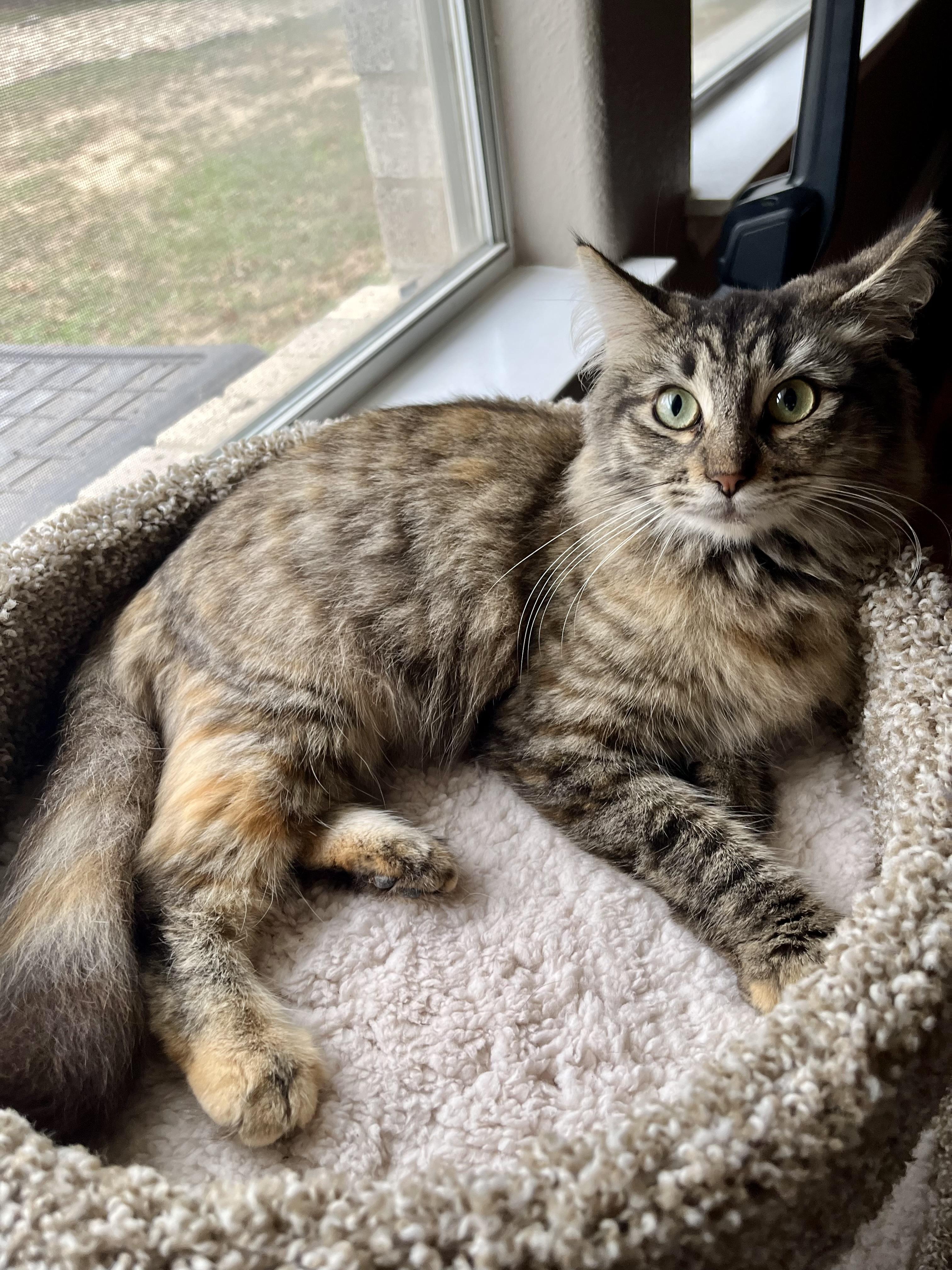 Esmeralda CR, an adopted Domestic Long Hair in Schertz, TX image 2/2