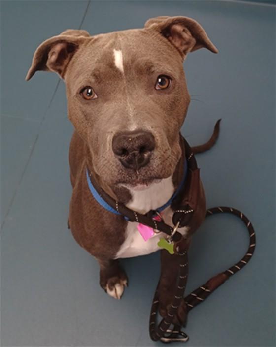 WINNIE, Adoptable, Young Female Pit Bull Terrier & Mixed Breed.