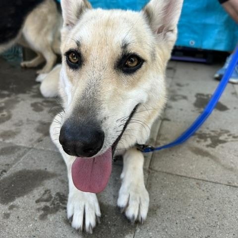 Lucy, a ADOPTABLE mixed breed in Burbank, CA image 3/6