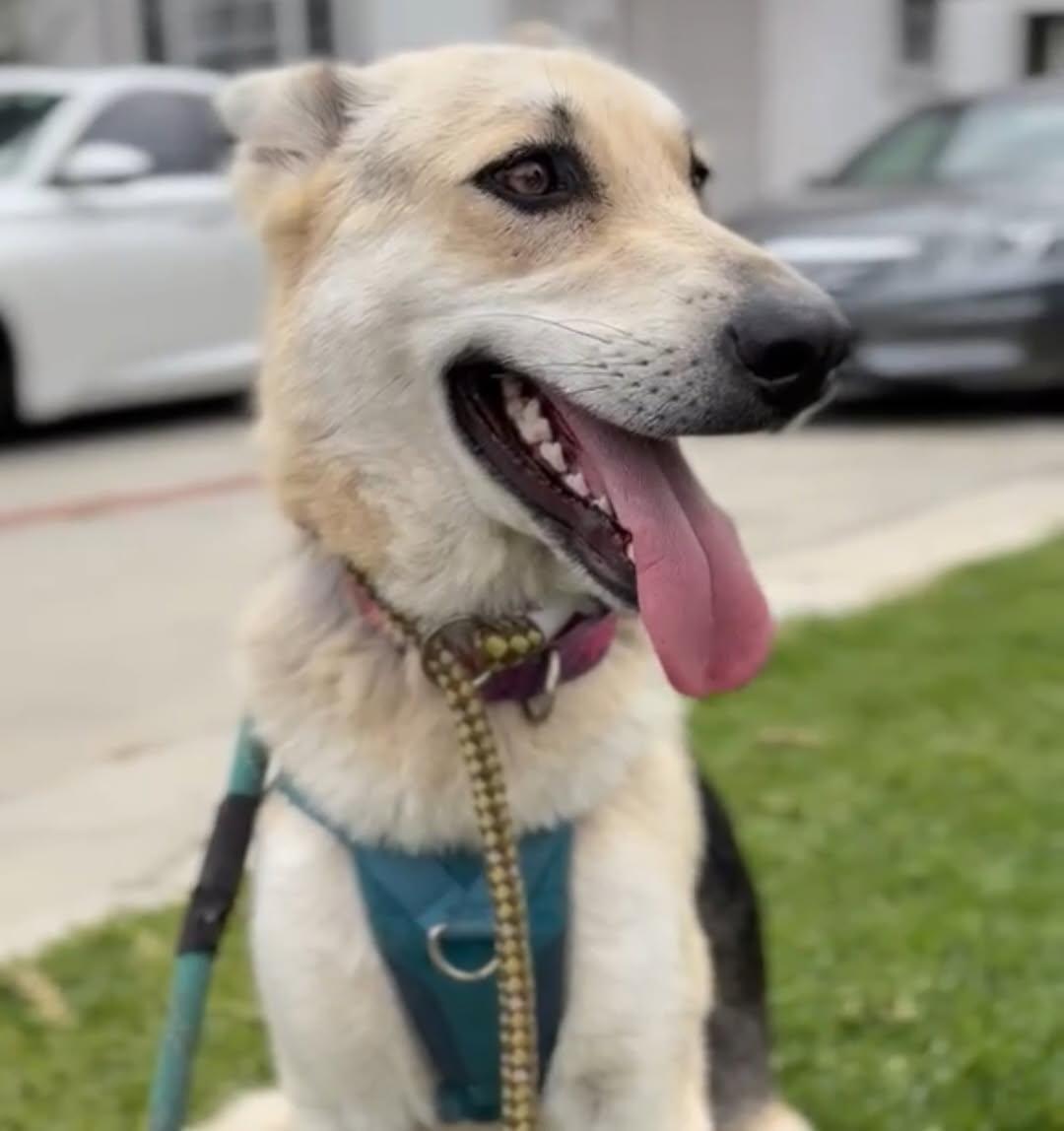 Lucy, a ADOPTABLE mixed breed in Burbank, CA image 2/6