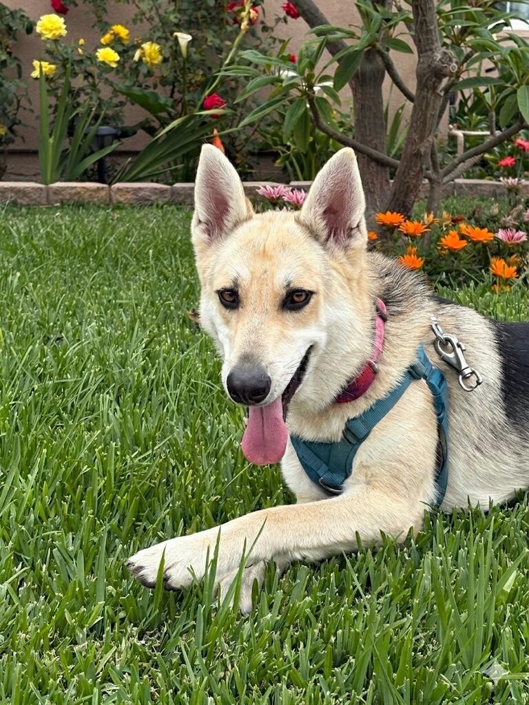 Lucy, ADOPTABLE, Young Female German Shepherd Dog & Husky.