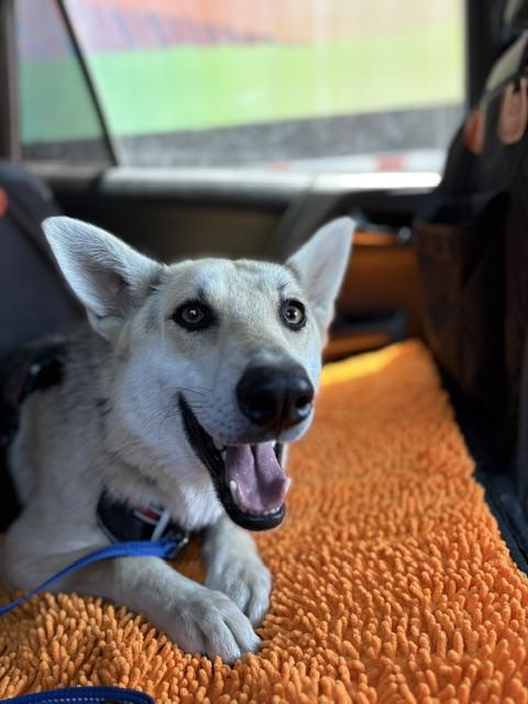 Lucy, a ADOPTABLE mixed breed in Burbank, CA image 4/6