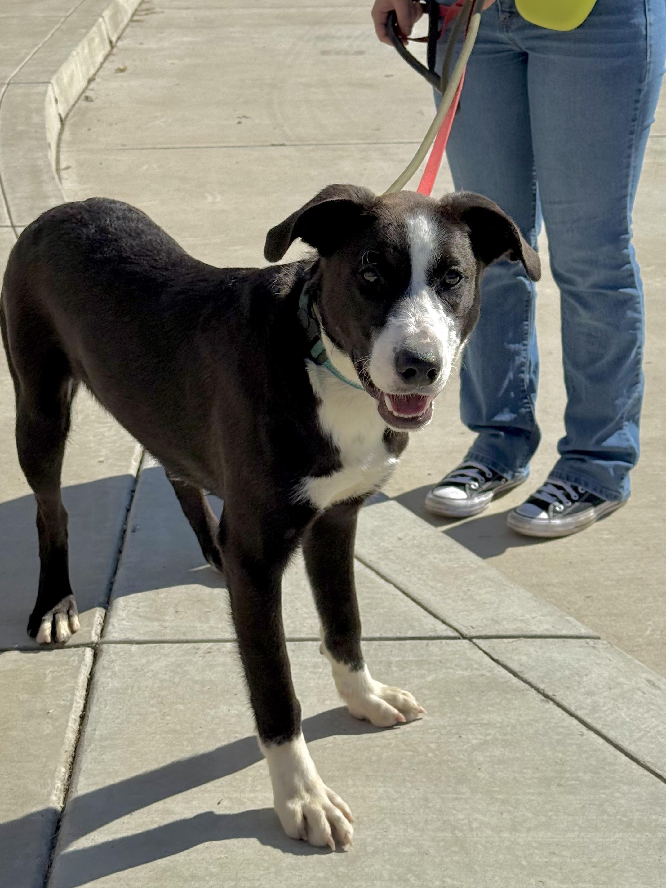 Tyson — thumbnail 2