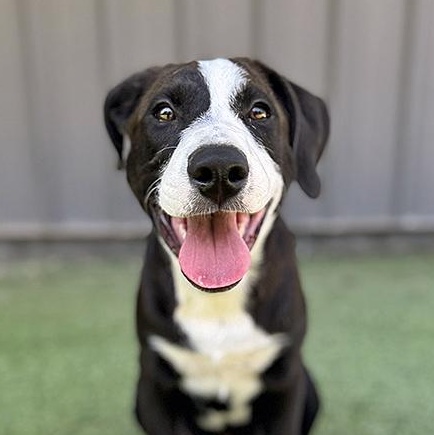 Tyson — thumbnail 3