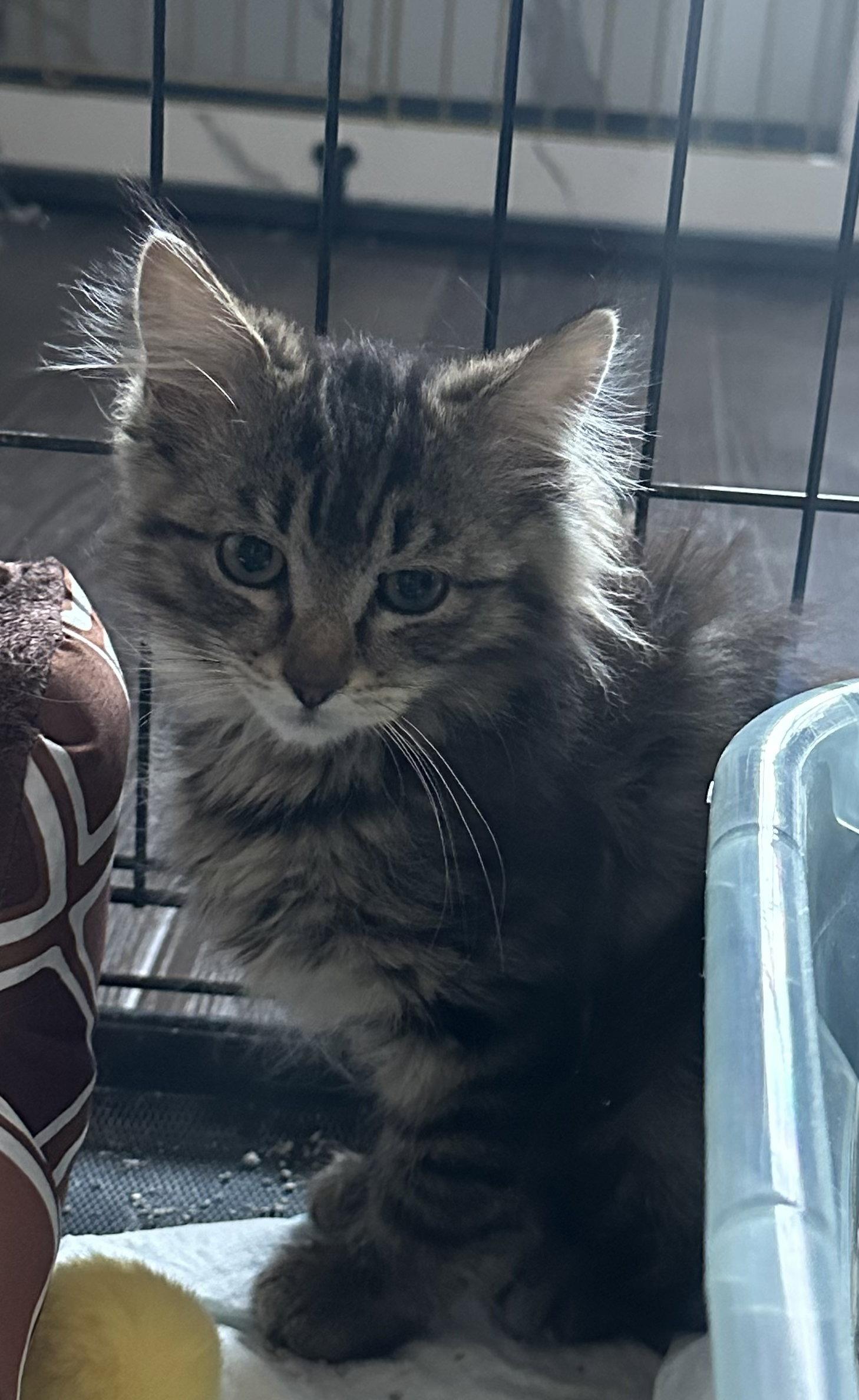 Enlarge Quixel, a Adoptable Domestic Medium Hair in Colorado Springs, CO image 1/1