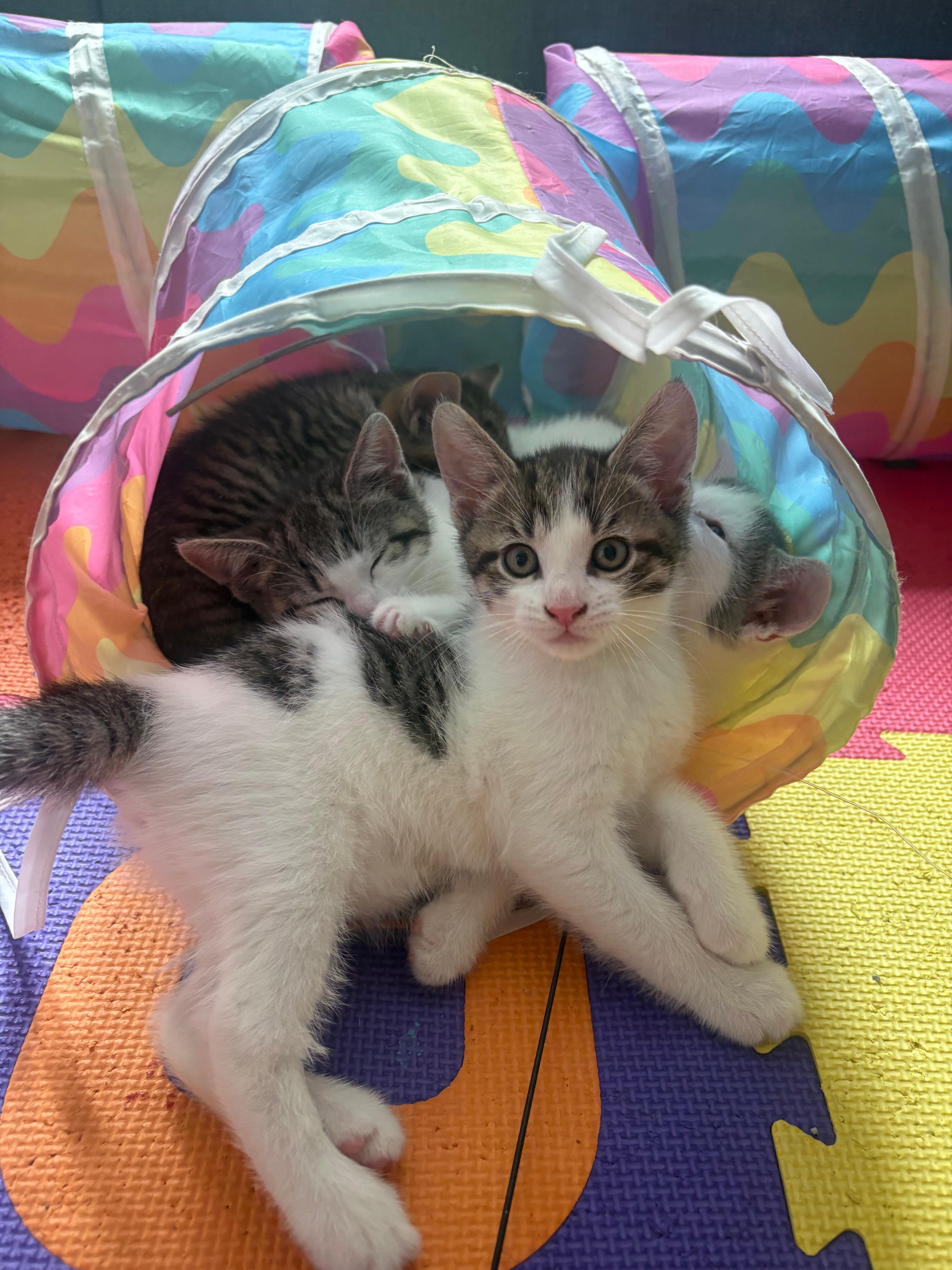 Ocho, adopted, Kitten Male Domestic Short Hair.