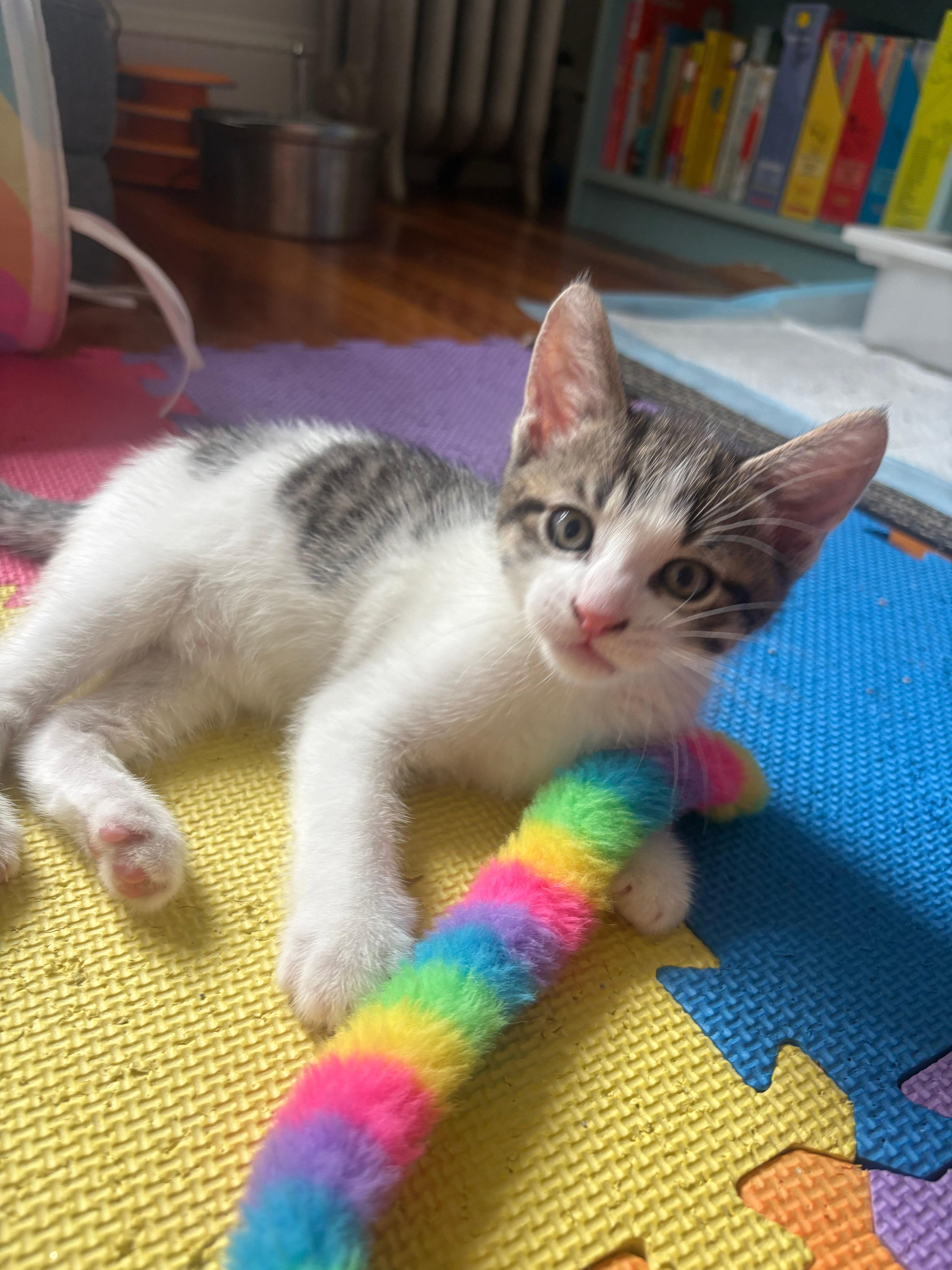Enlarge Ocho, an adopted Domestic Short Hair in Melrose, MA image 2/4