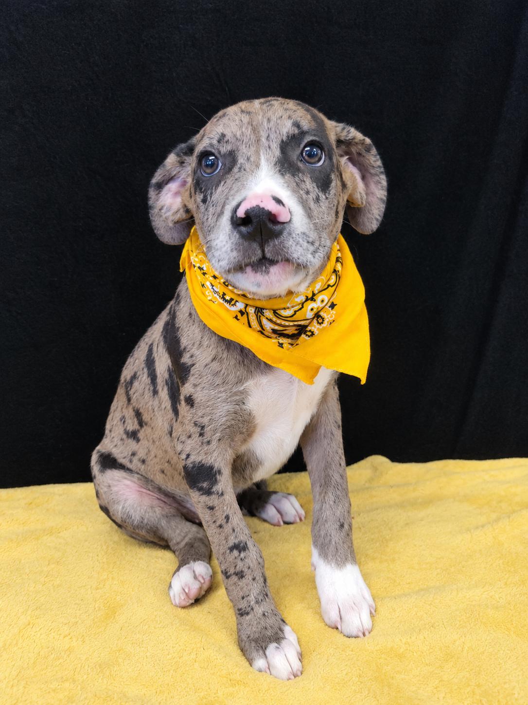 Enlarge Diesel, a Adoptable Catahoula Leopard Dog in Mount Laurel, NJ image 1/3