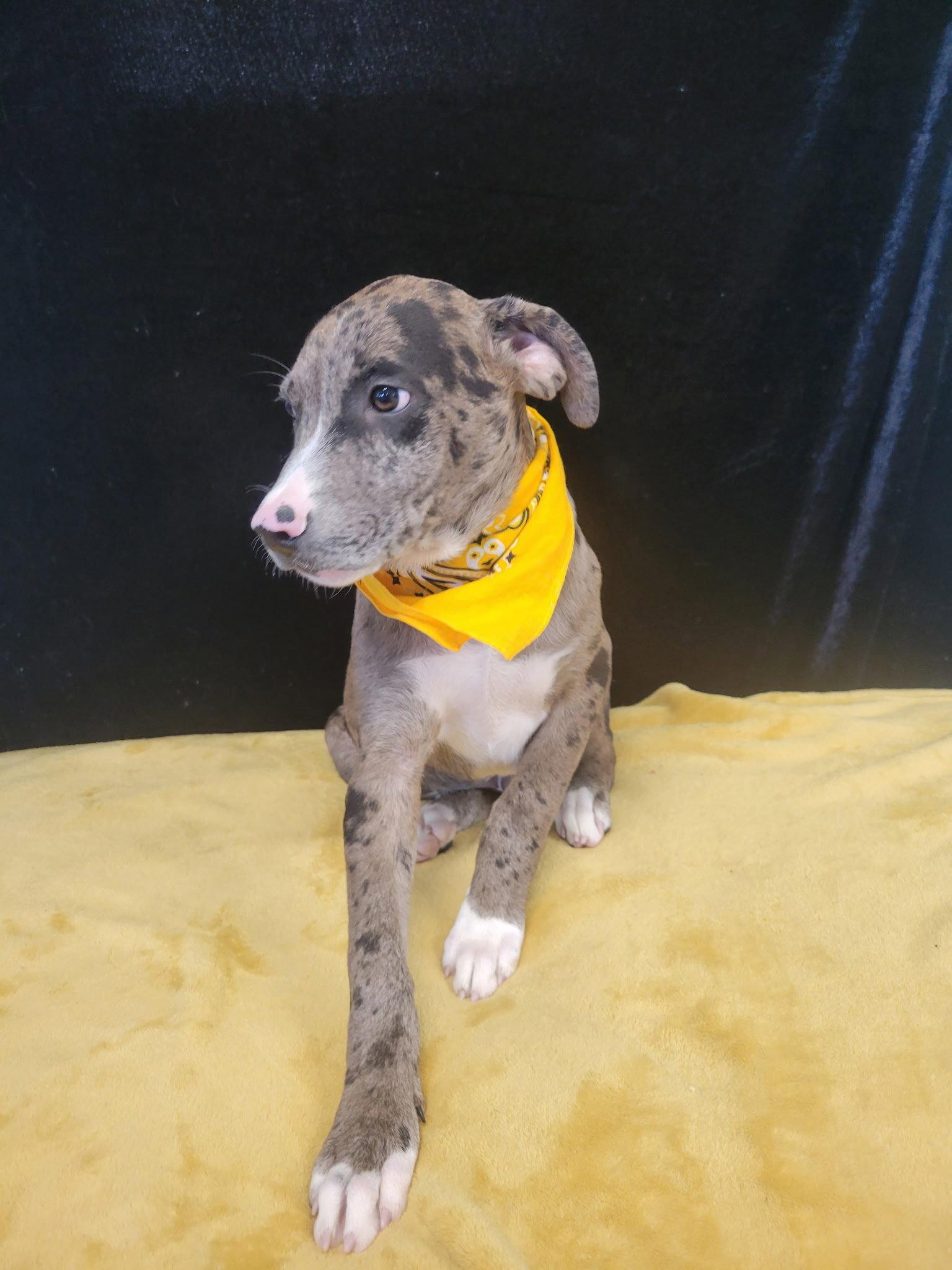 Enlarge Diesel, a Adoptable Catahoula Leopard Dog in Mount Laurel, NJ image 2/3