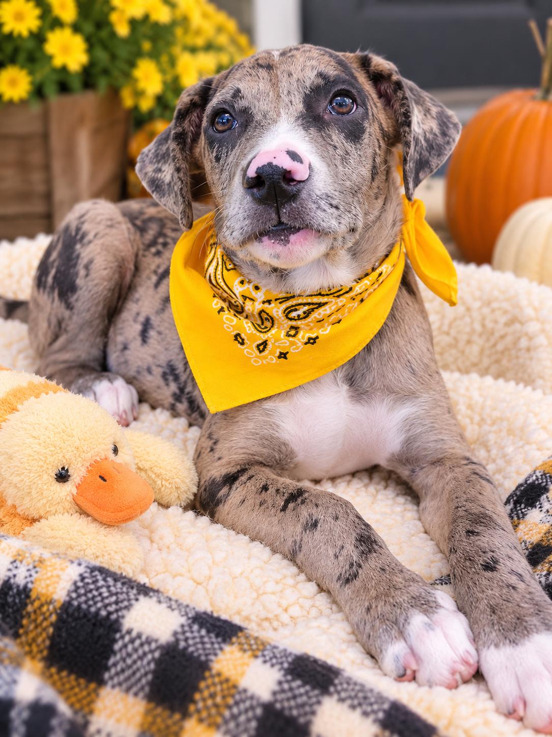 Enlarge Diesel, a Adoptable Catahoula Leopard Dog in Mount Laurel, NJ image 3/3