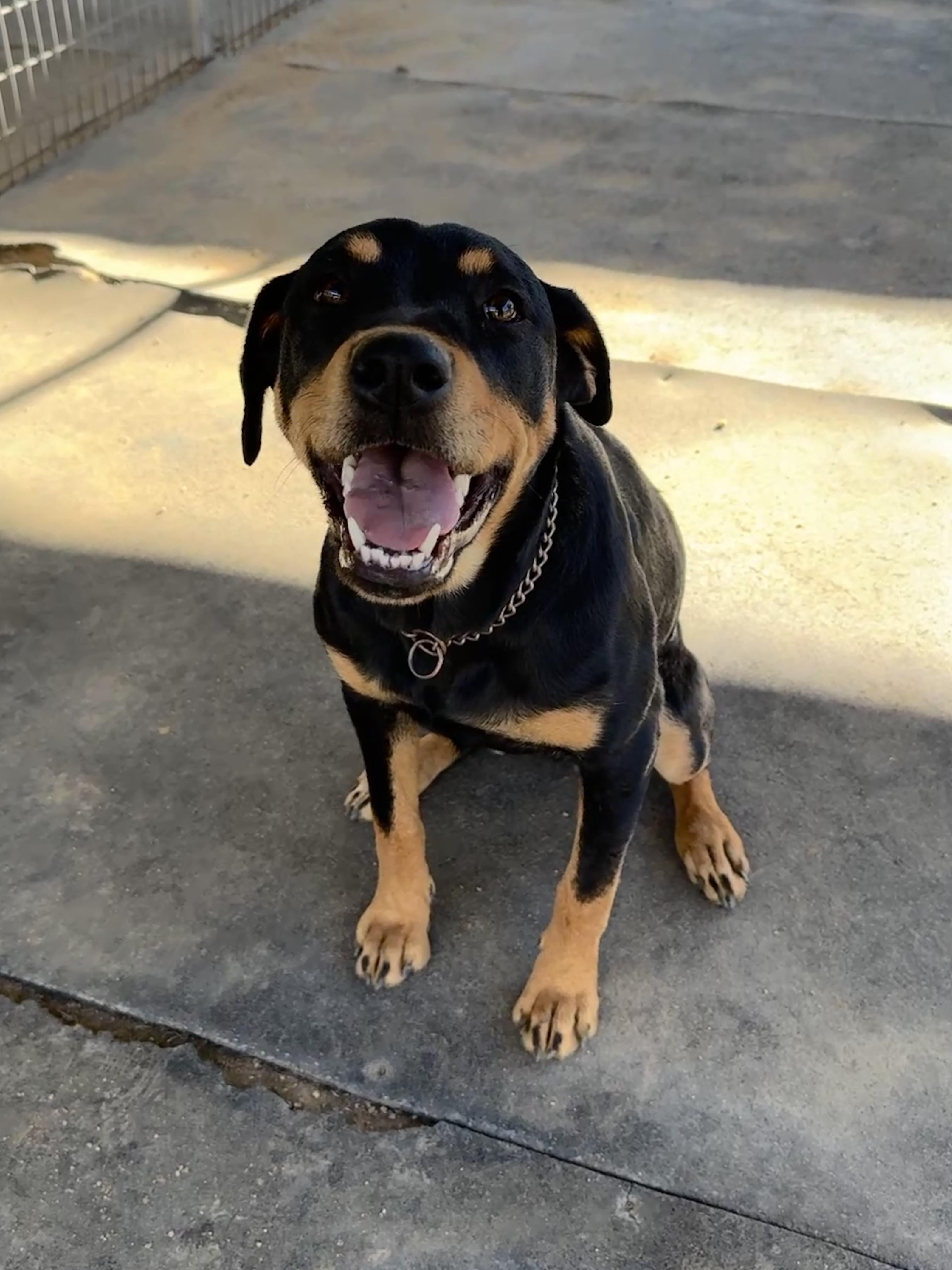 Enlarge Simone, a Adoptable mixed breed in Perris, CA image 3/4