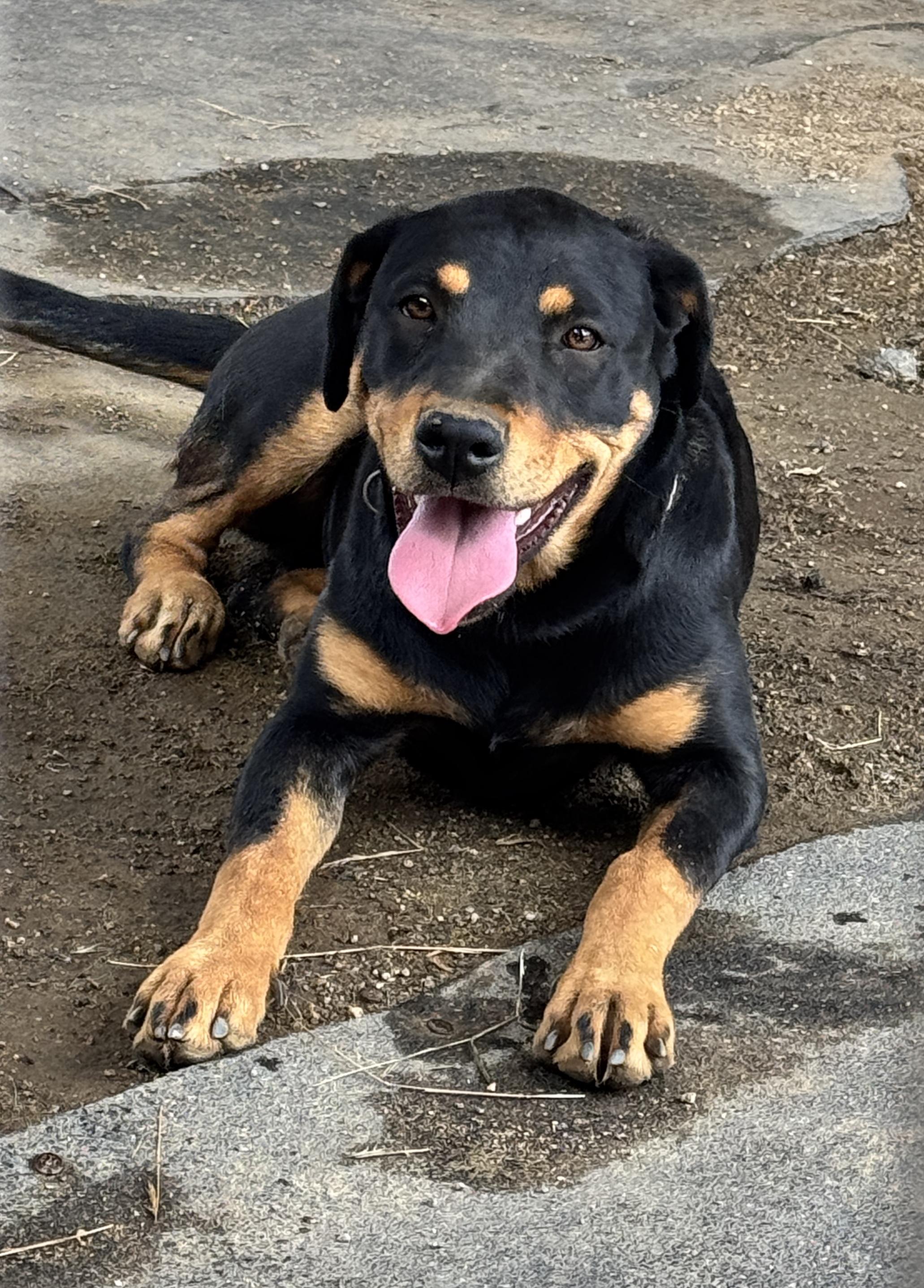 Enlarge Simone, a Adoptable mixed breed in Perris, CA image 4/4