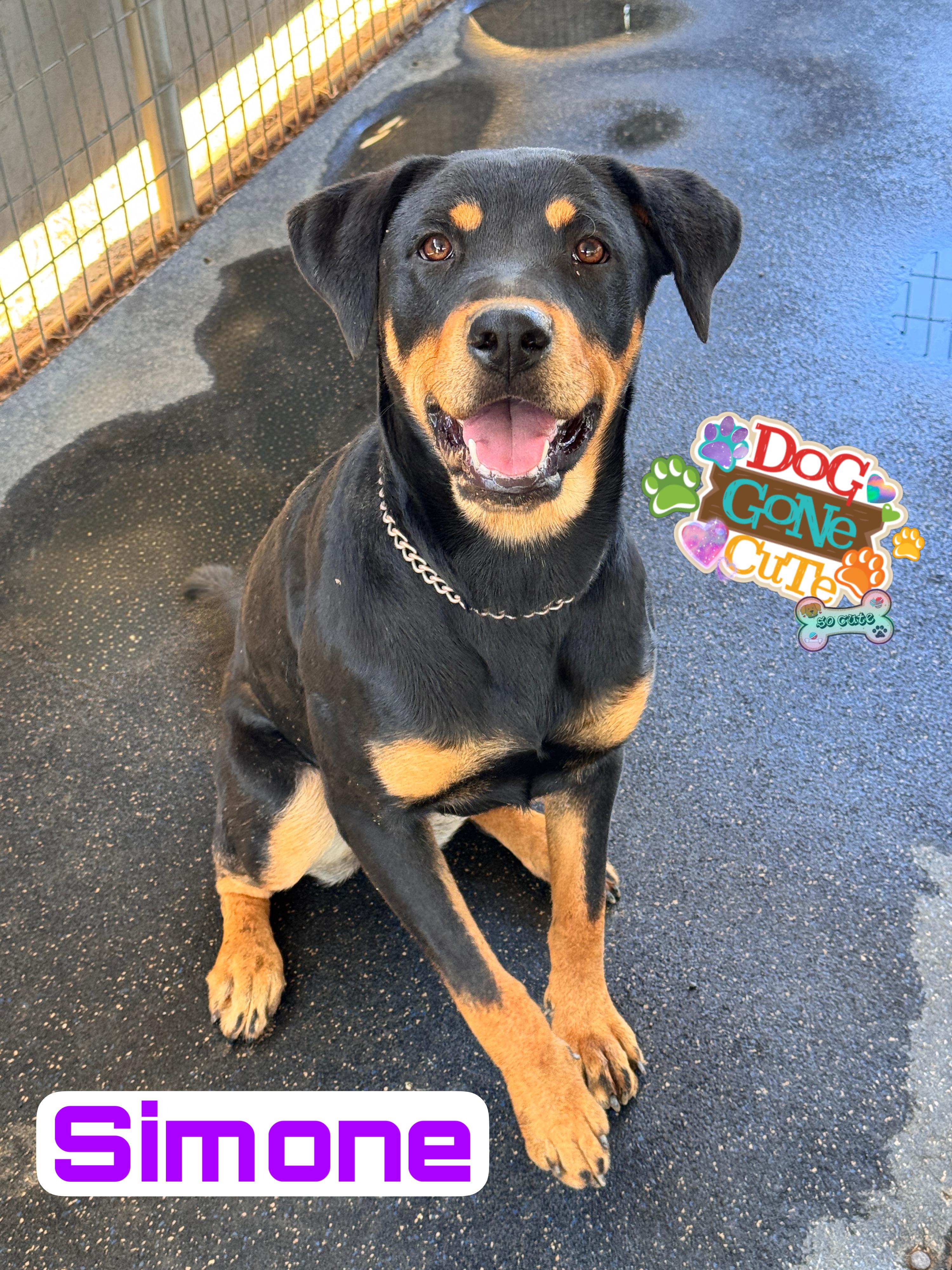 Simone, Adoptable, Puppy Female Rottweiler & Doberman Pinscher.