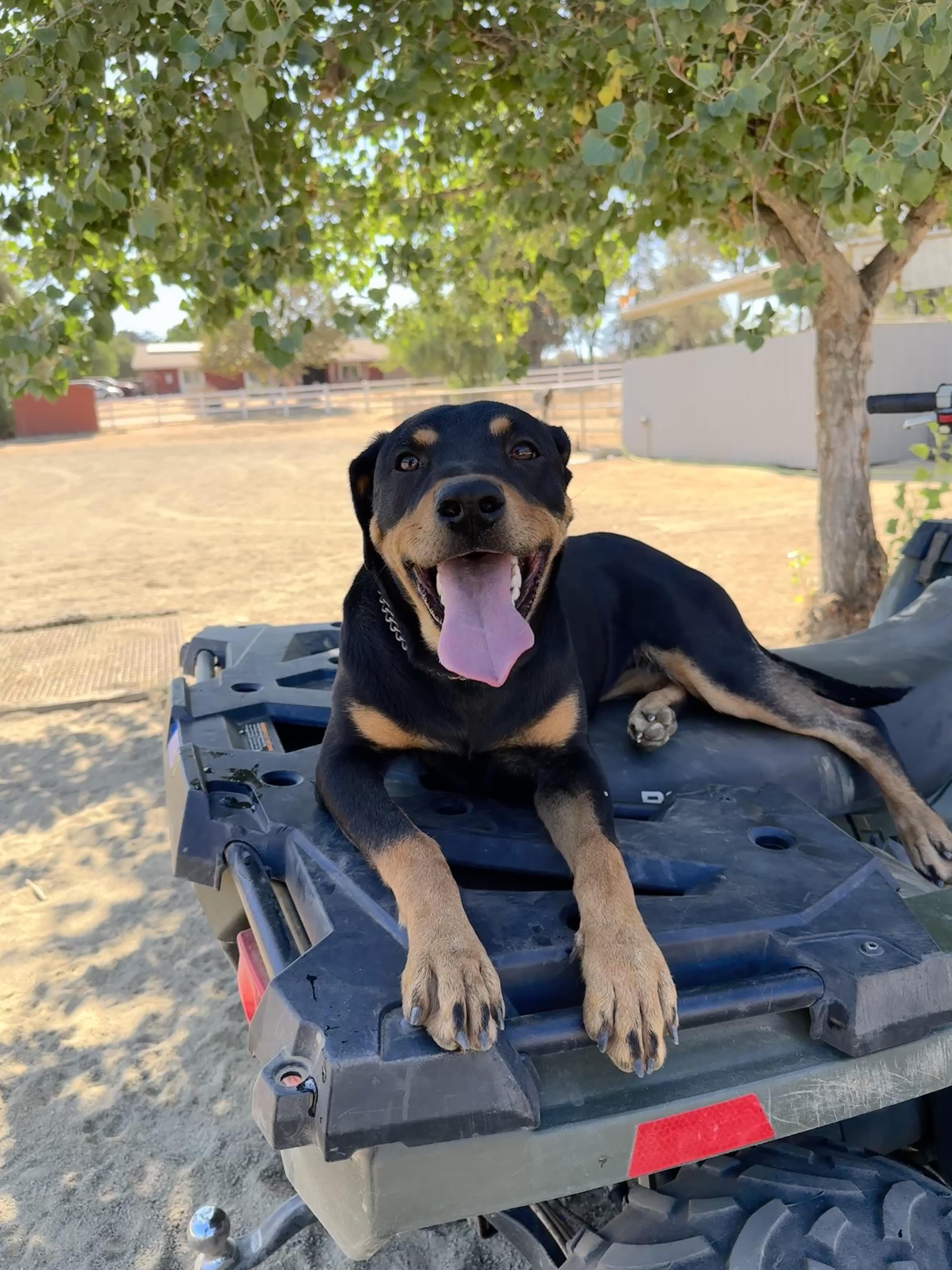 Enlarge Simone, a Adoptable mixed breed in Perris, CA image 2/4