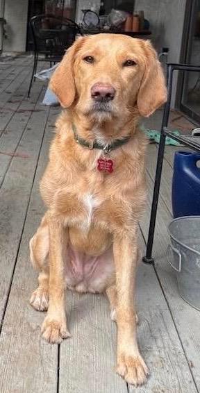 Enlarge 25Ruffles, a ADOPTABLE Labradoodle in Shingle Springs, CA image 1/1
