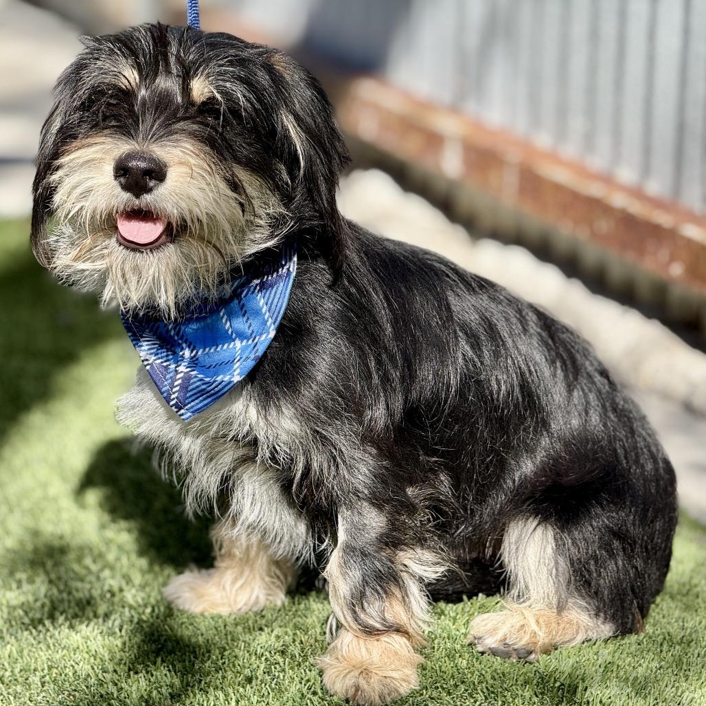 Enlarge Jock - the most handsome sweet boy! , a Adoptable Scottish Terrier in Austin, TX image 4/5