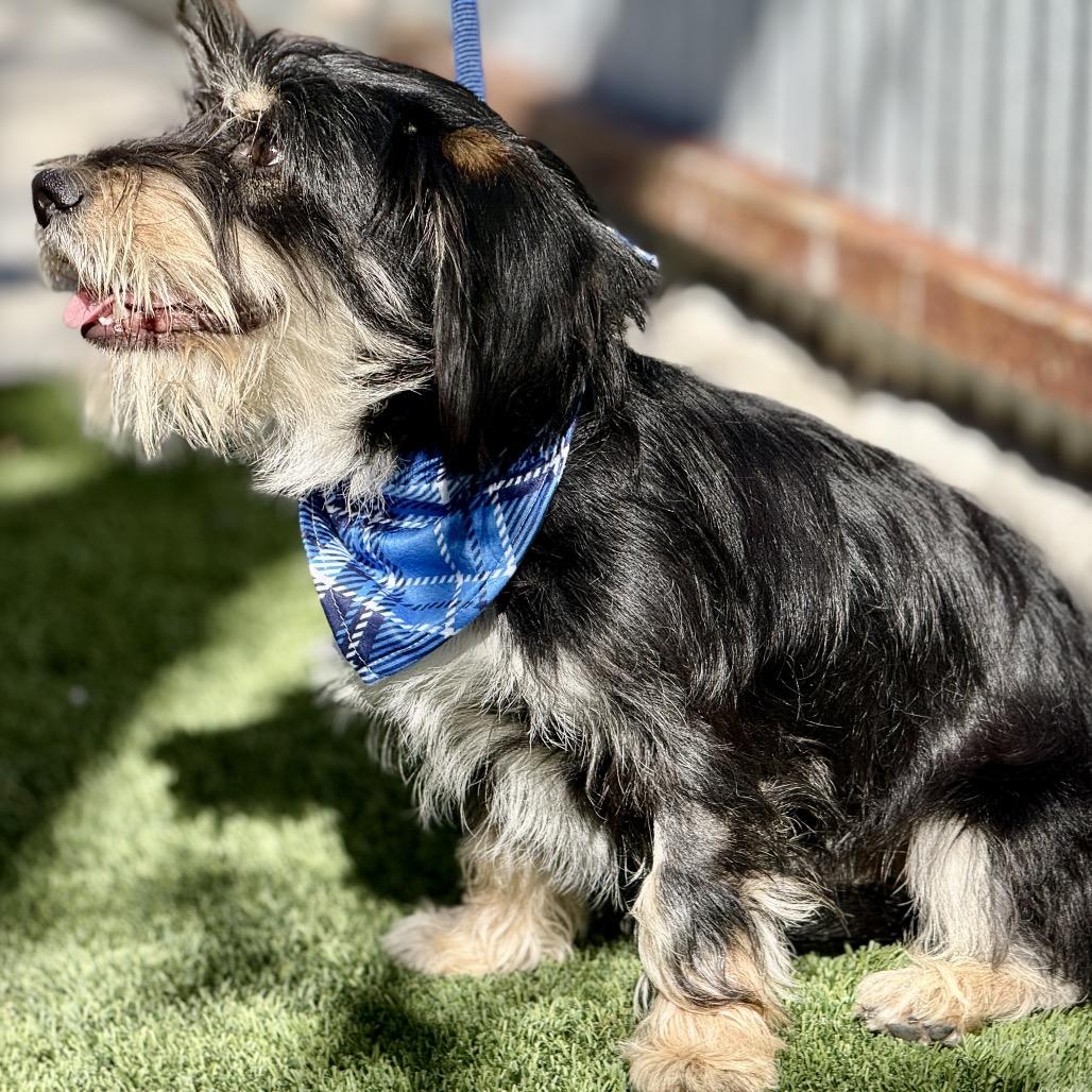 Enlarge Jock - the most handsome sweet boy! , a Adoptable Scottish Terrier in Austin, TX image 5/5