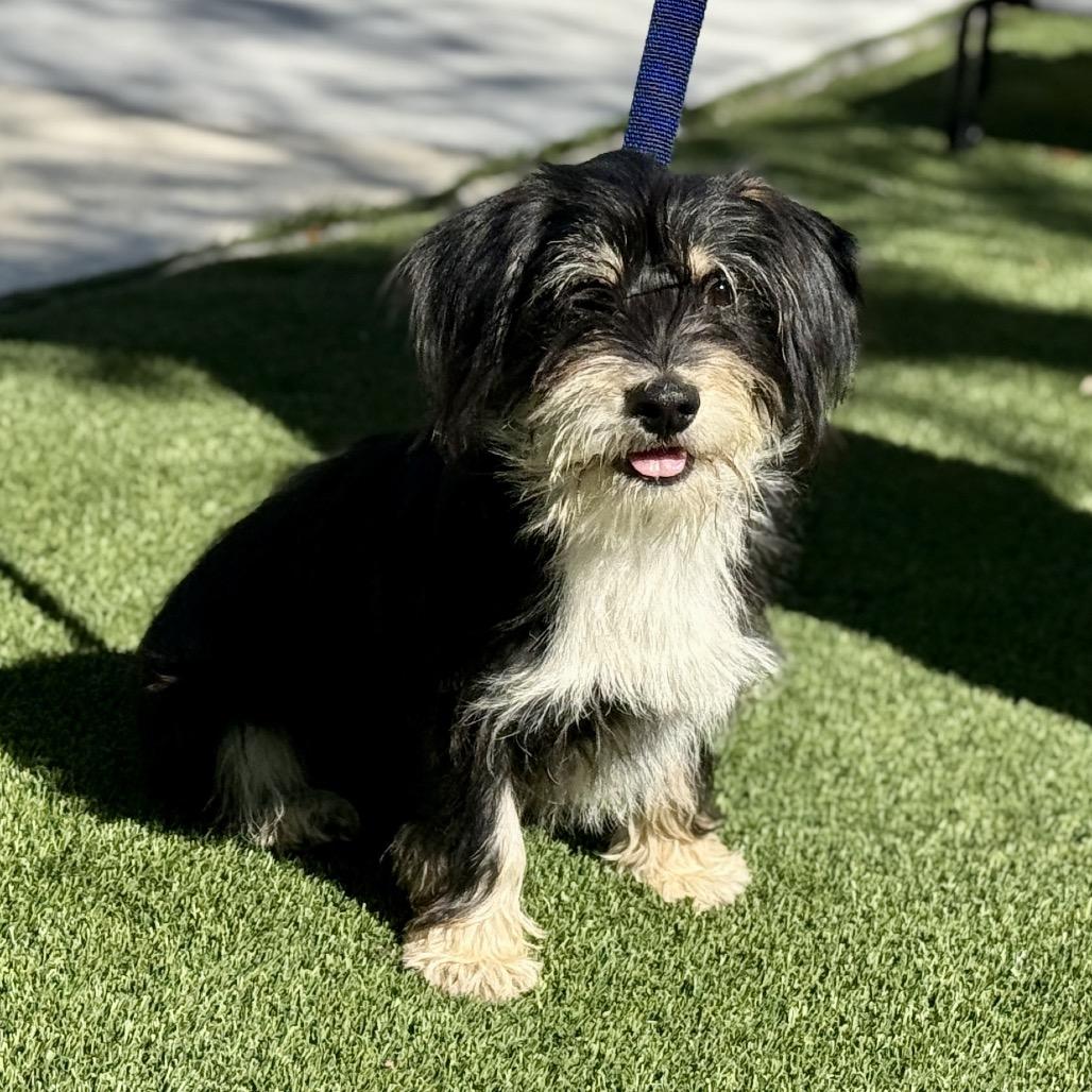 Enlarge Jock - the most handsome sweet boy! , a Adoptable Scottish Terrier in Austin, TX image 3/5