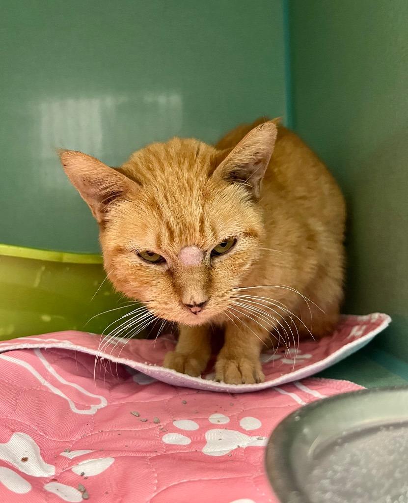 Enlarge Marcia, a Adoptable mixed breed in Tulsa, OK image 2/6