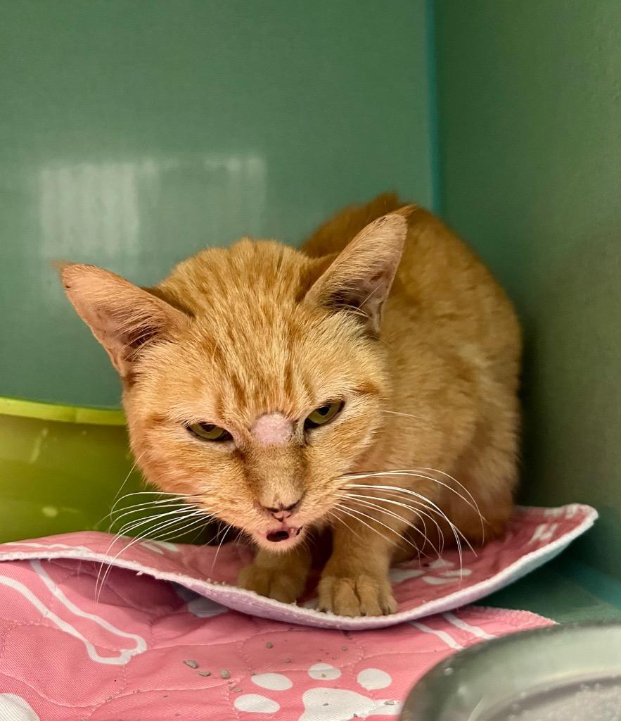 Enlarge Marcia, a Adoptable mixed breed in Tulsa, OK image 3/6