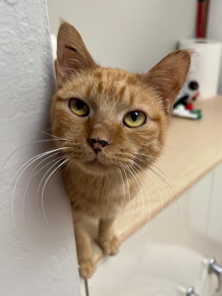 Marcia, Adoptable, Adult Female Domestic Short Hair.