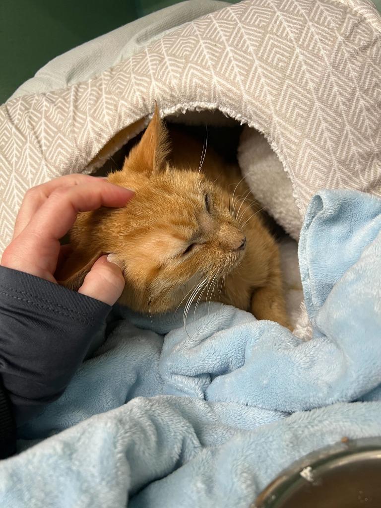 Enlarge Marcia, a Adoptable mixed breed in Tulsa, OK image 5/6