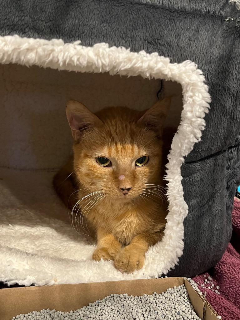 Enlarge Marcia, a Adoptable mixed breed in Tulsa, OK image 6/6