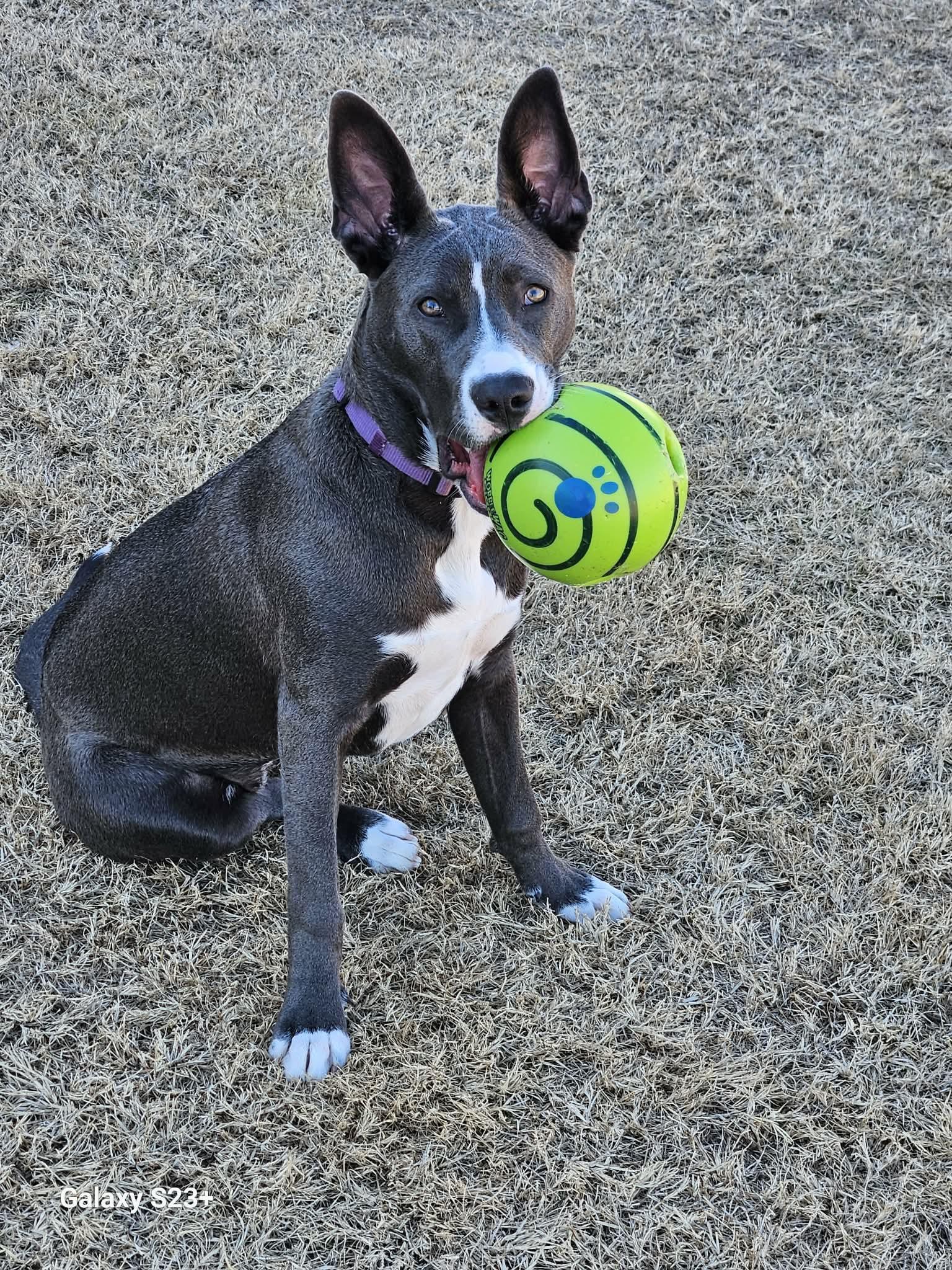 Leia — thumbnail 4