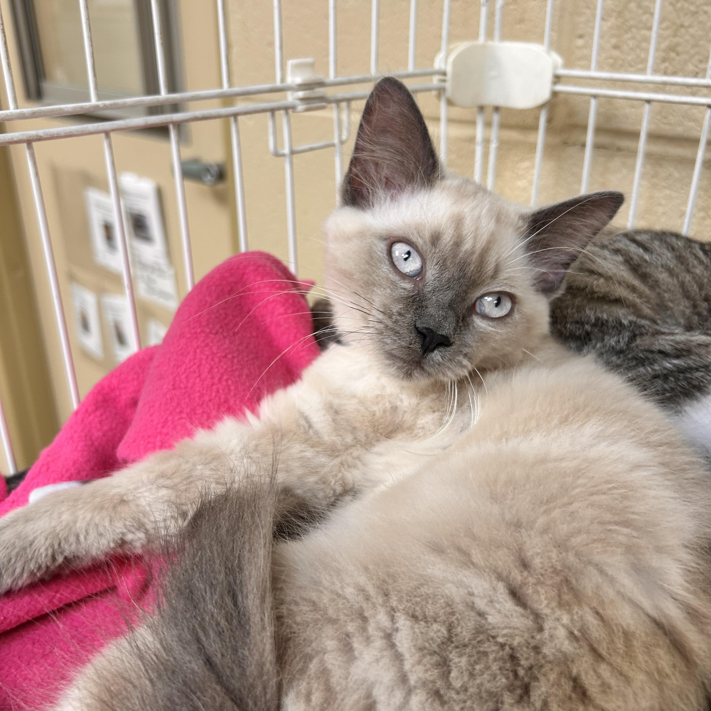 Geronimo, adopted, Kitten Male Domestic Short Hair.
