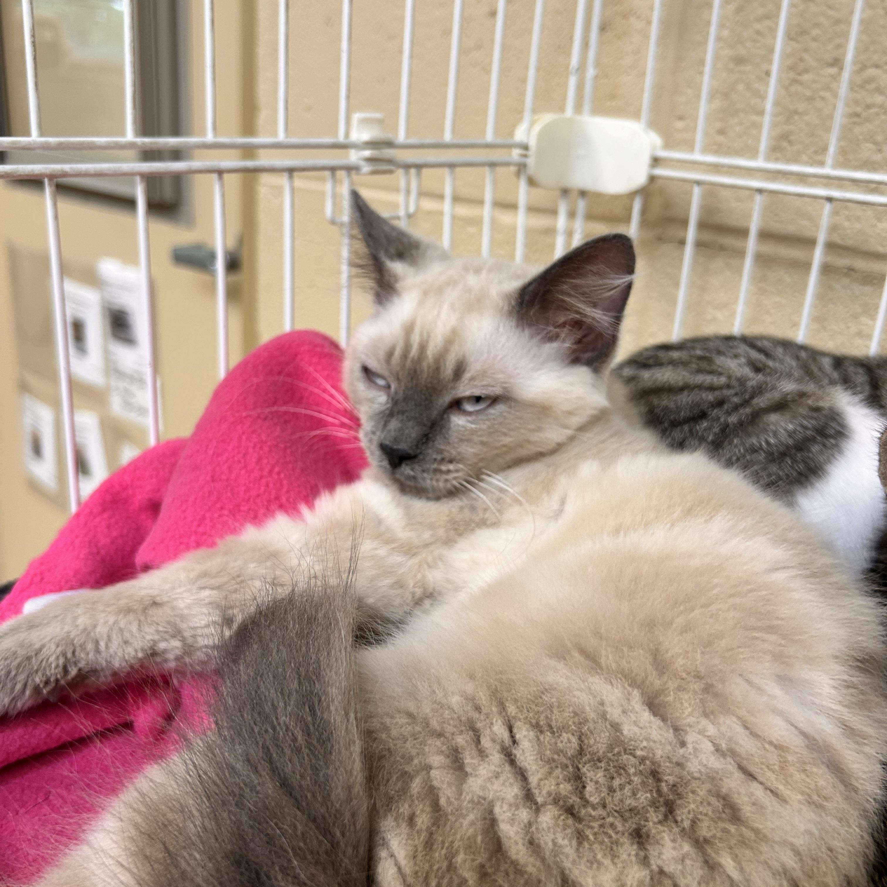 Geronimo, an adopted Domestic Short Hair in Myerstown, PA image 2/2