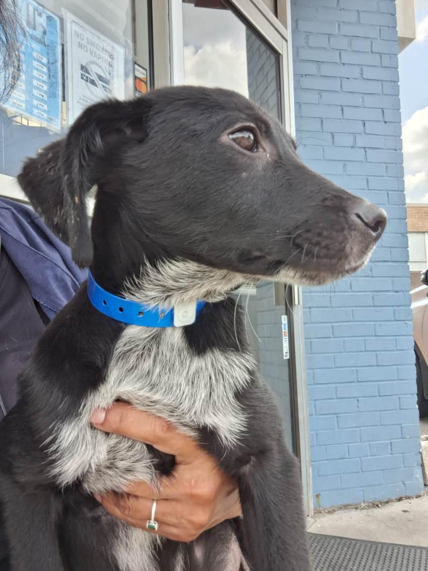 Onyx, Adoptable, Puppy Male Labrador Retriever.