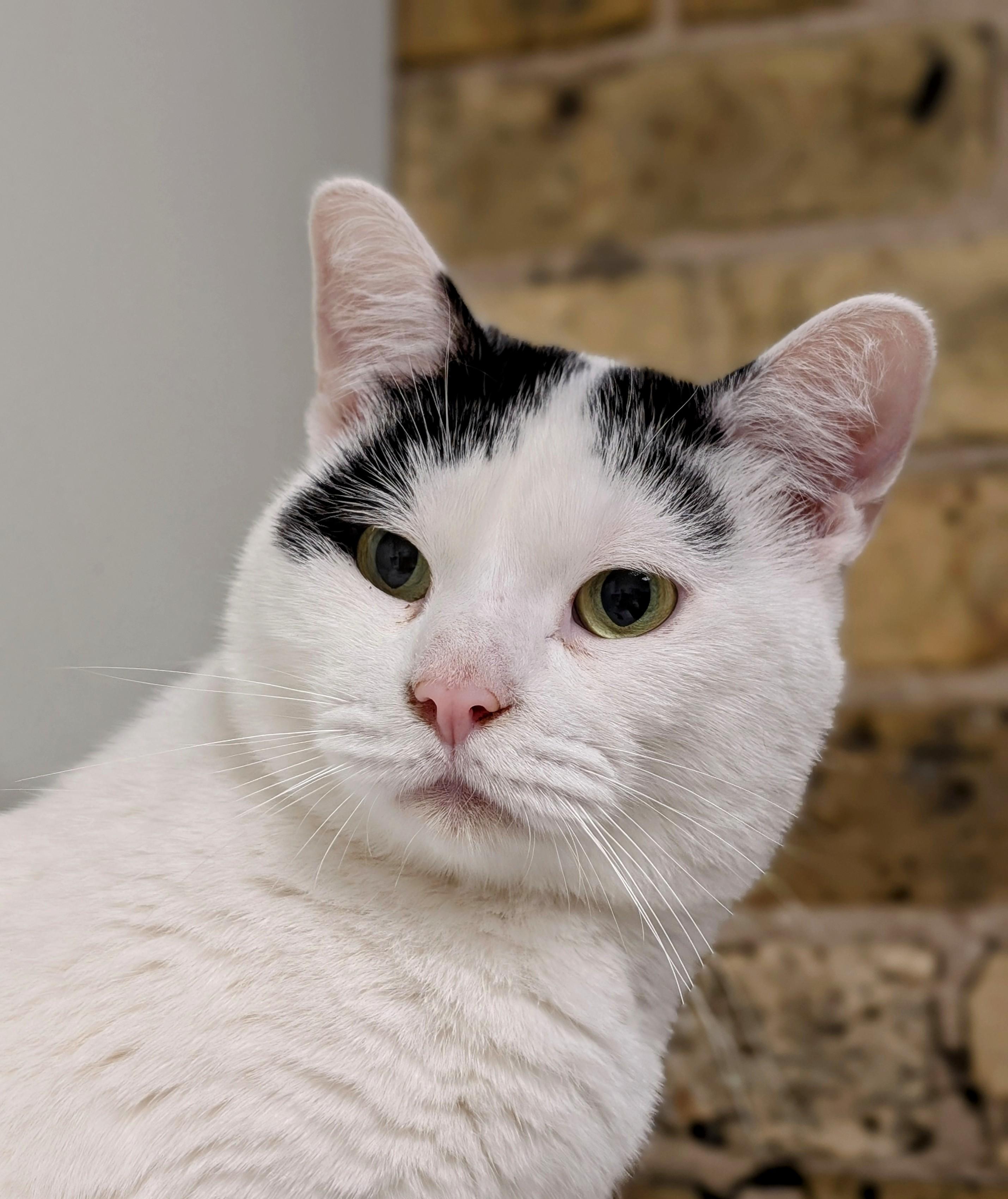 Spaceship, Adult Male Domestic Short Hair