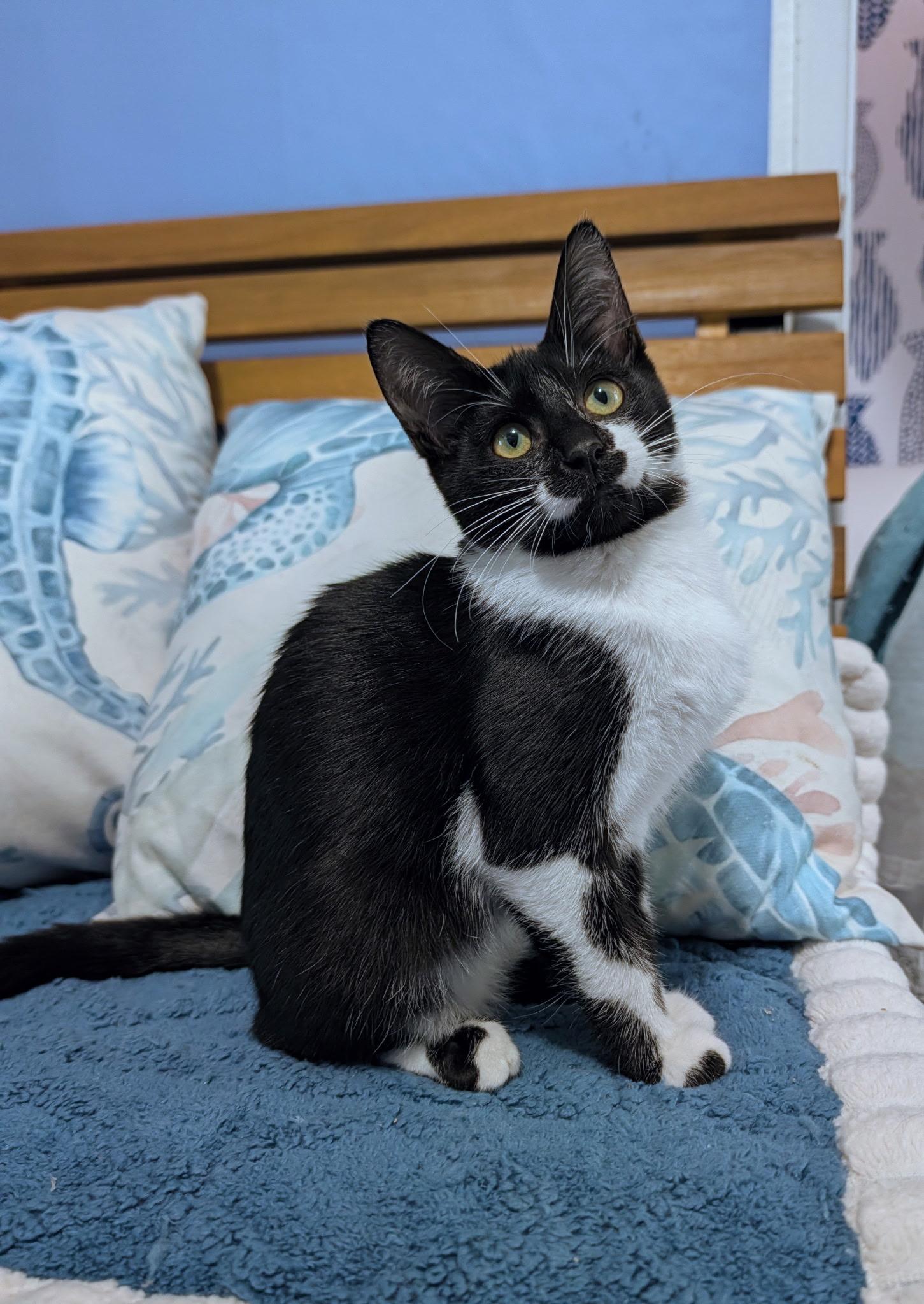 Enlarge Calligraphy, a Adoptable Domestic Short Hair in Beaverton, OR image 2/2