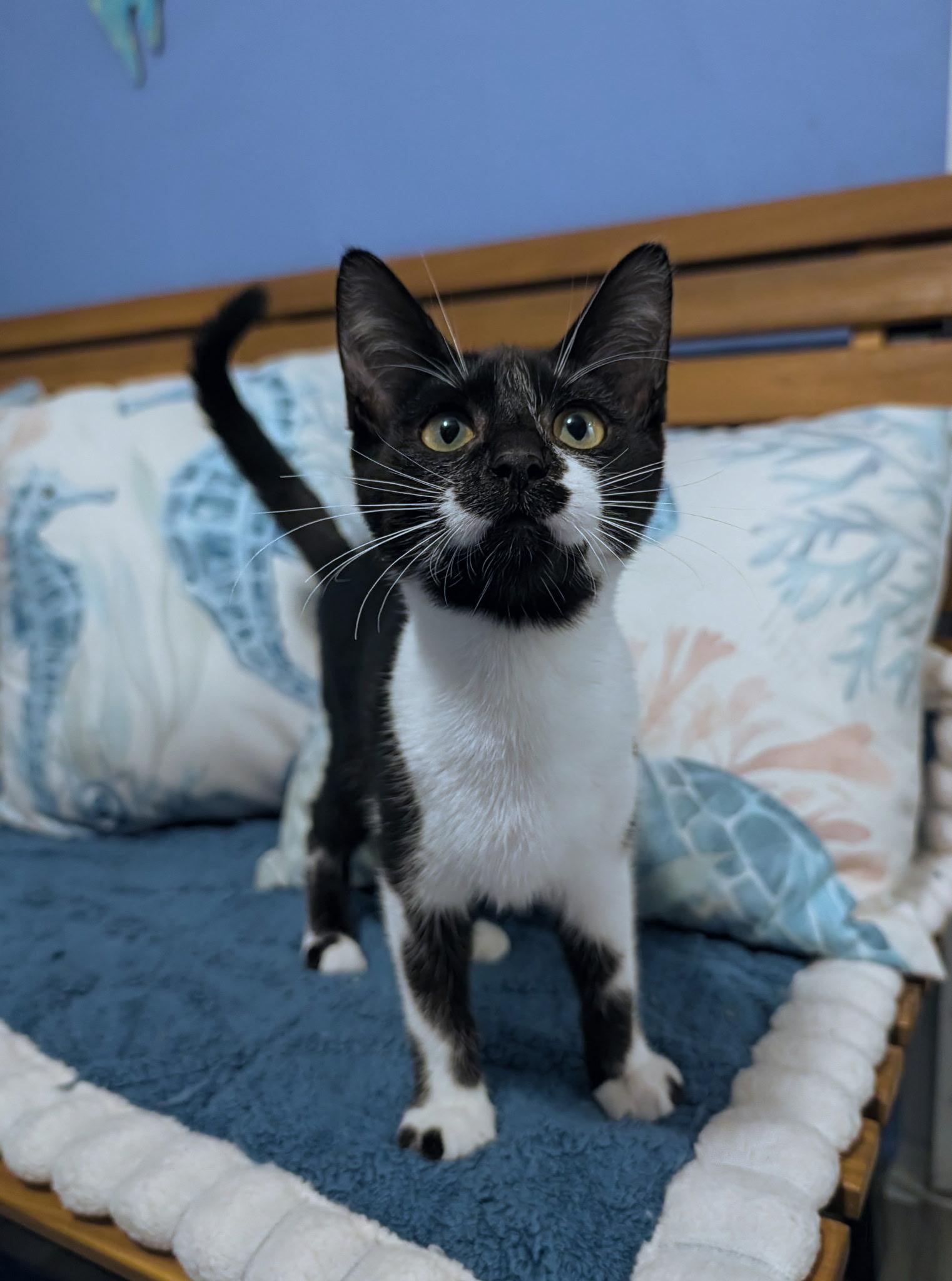 Enlarge Calligraphy, a Adoptable Domestic Short Hair in Beaverton, OR image 1/2