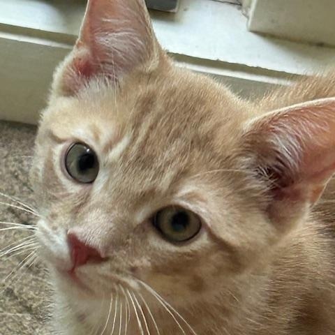 Enlarge Scooby, a Adopted Domestic Short Hair in St Leonard, MD image 1/1