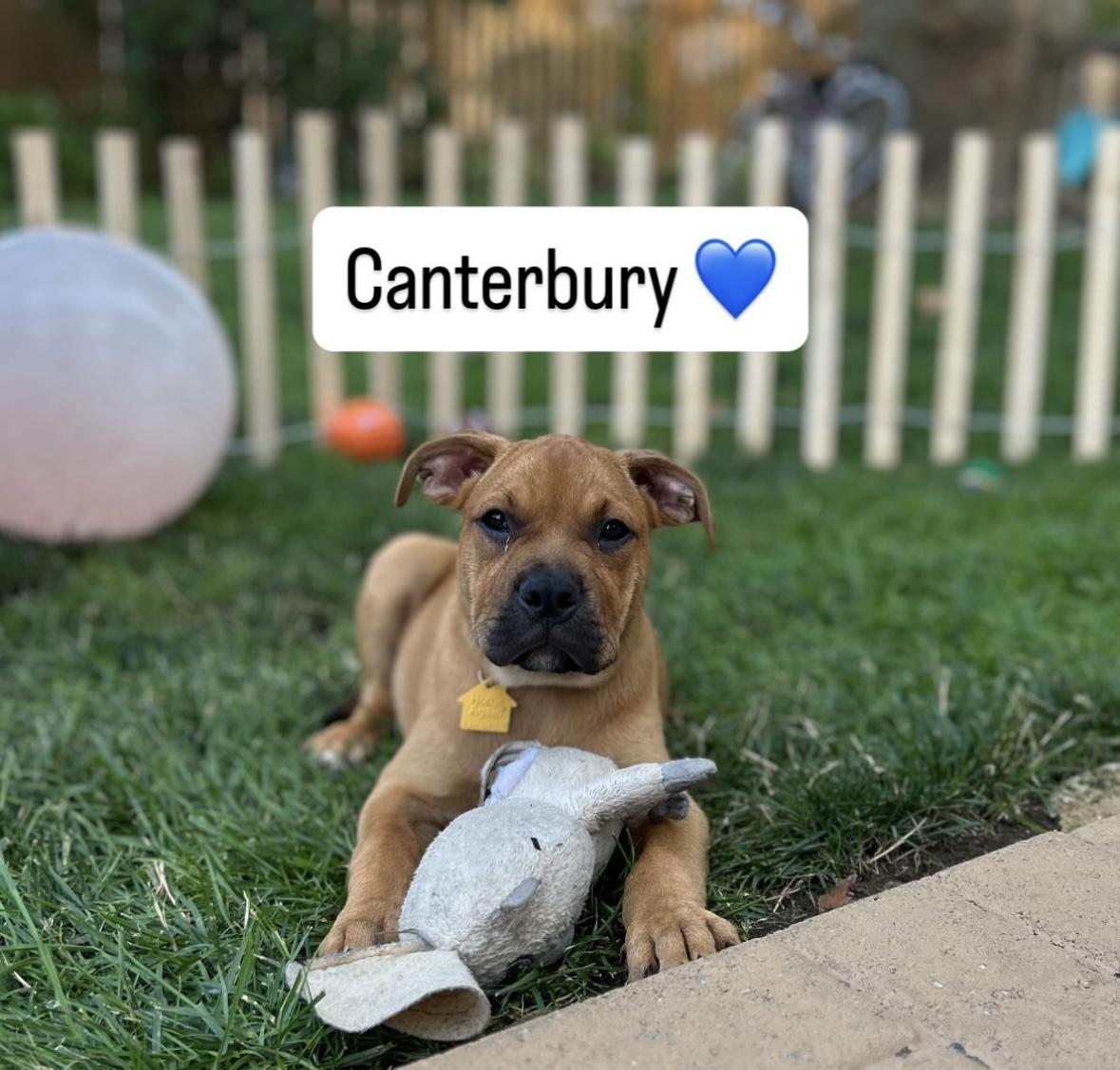 Canterbury Boxer Dog