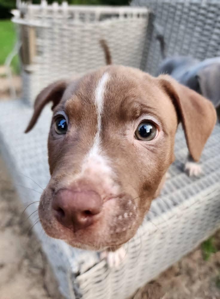 Mouse, a Adopted mixed breed in Lexington, MO image 1/6