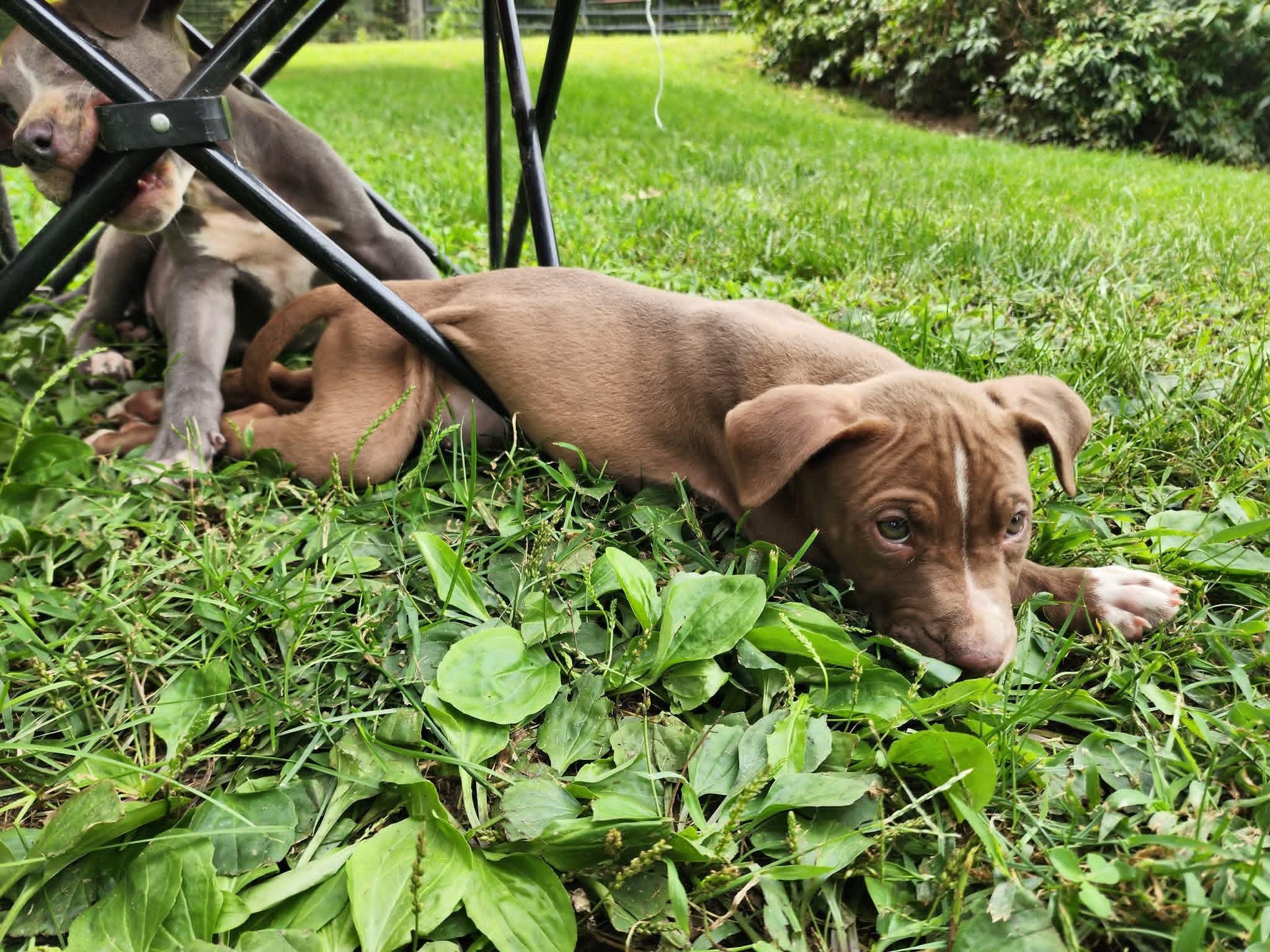 Mouse, a Adopted mixed breed in Lexington, MO image 2/6