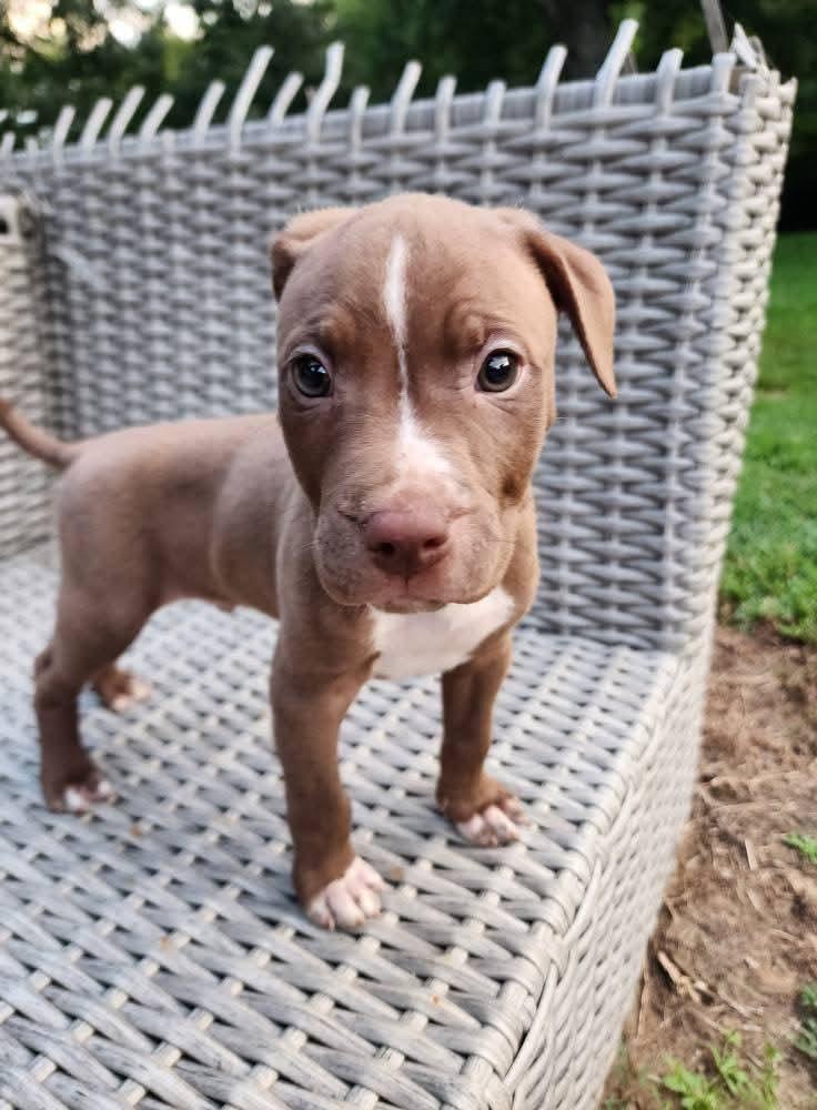 Mouse, a Adopted mixed breed in Lexington, MO image 3/6