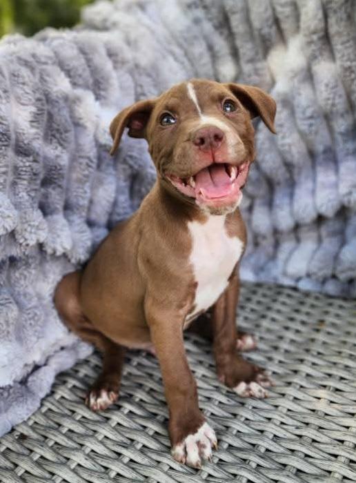 Mouse, a Adopted mixed breed in Lexington, MO image 4/6