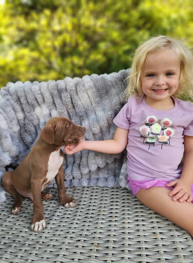 Mouse, a Adopted mixed breed in Lexington, MO image 5/6