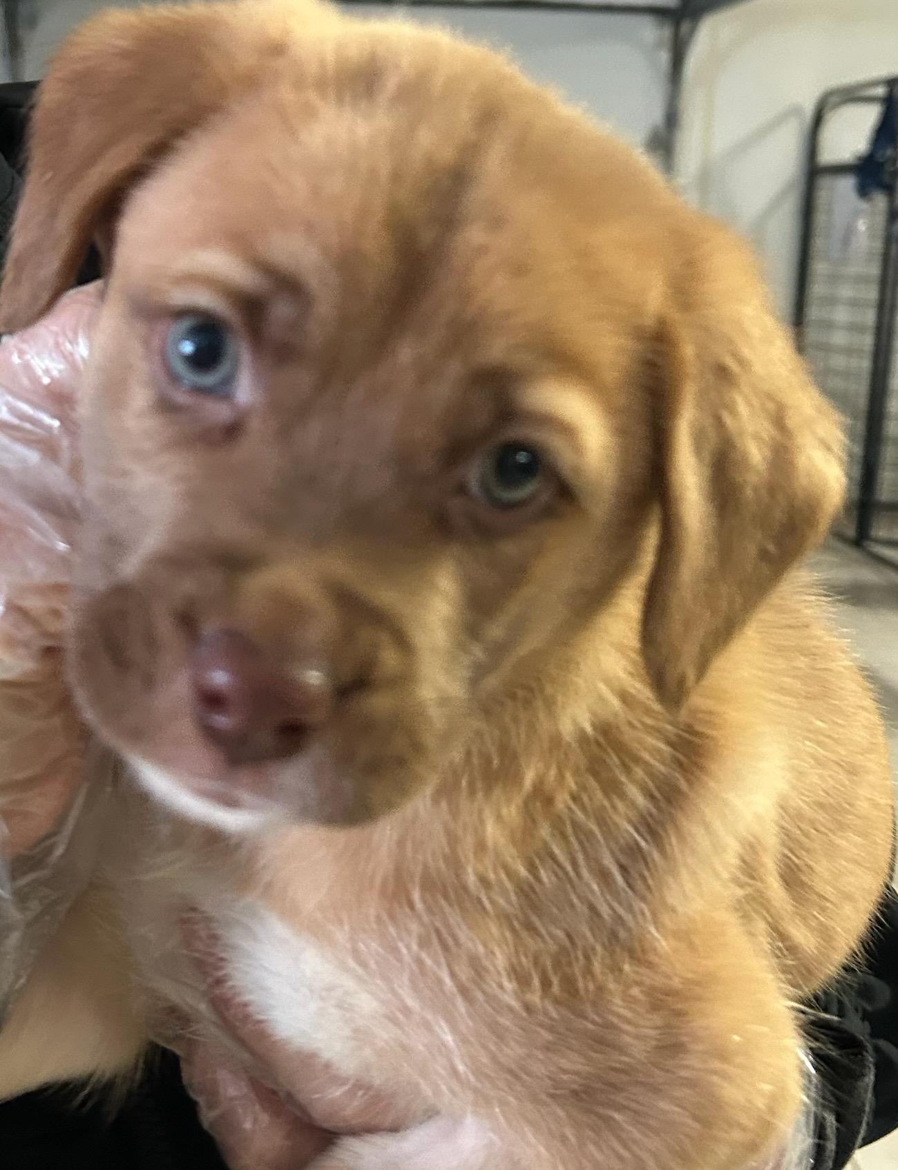 Pudding Pop, Adoptable, Puppy Female Labrador Retriever & Shepherd.