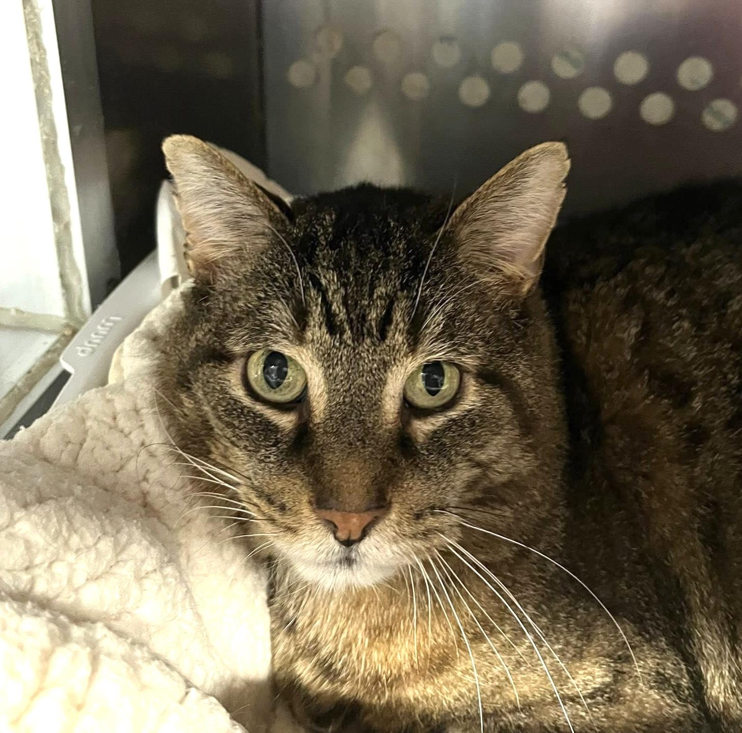 Enlarge SWEETEA, a Adoptable Domestic Short Hair in Delhi, ON image 2/2