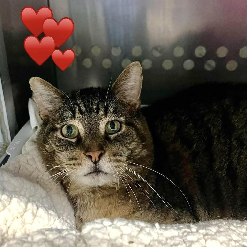 Enlarge SWEETEA, a Adoptable Domestic Short Hair in Delhi, ON image 1/2