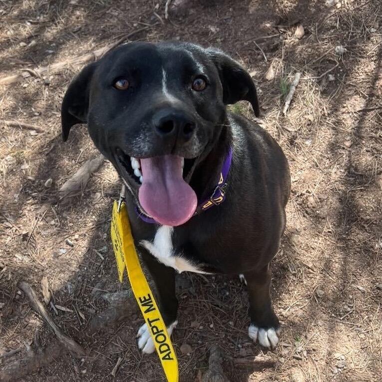 Enlarge Shaydo, a Adoptable mixed breed in Simpsonville, SC image 1/6