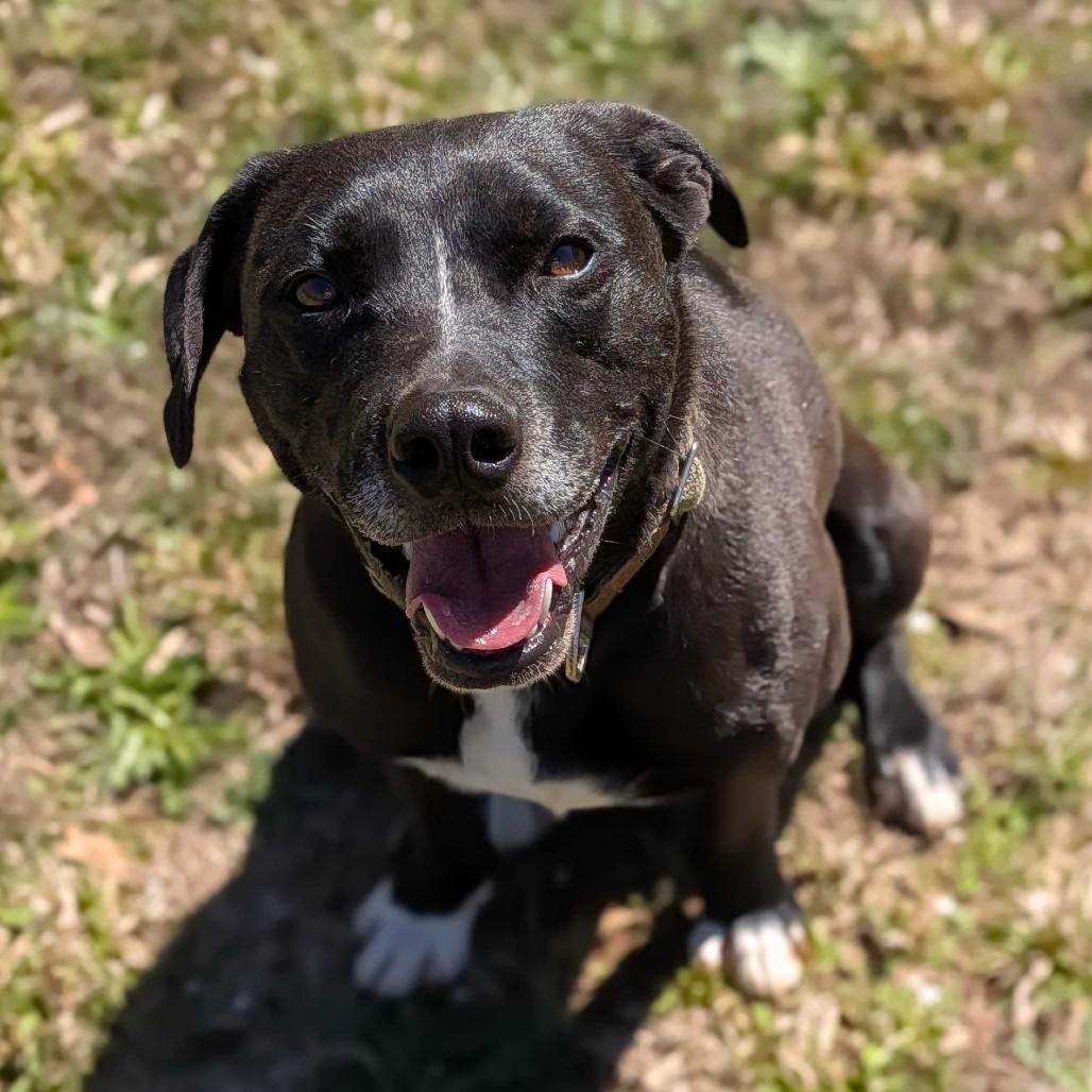 Enlarge Shaydo, a Adoptable mixed breed in Simpsonville, SC image 2/6